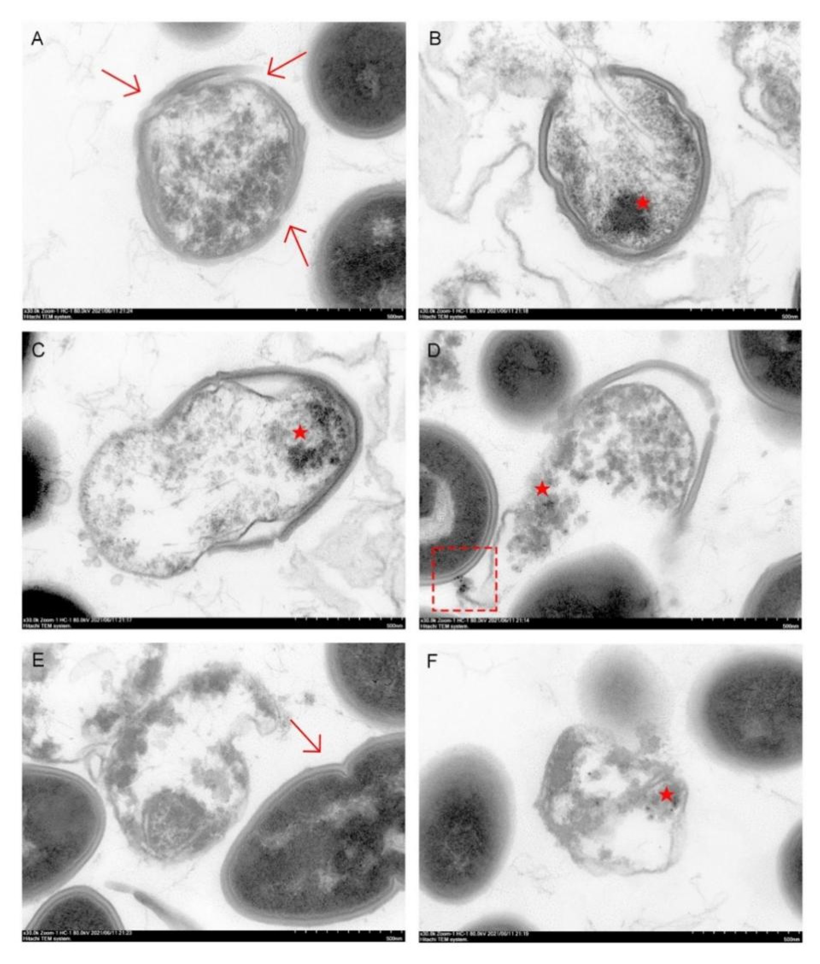 Pharmaceutics 13 01518 g011