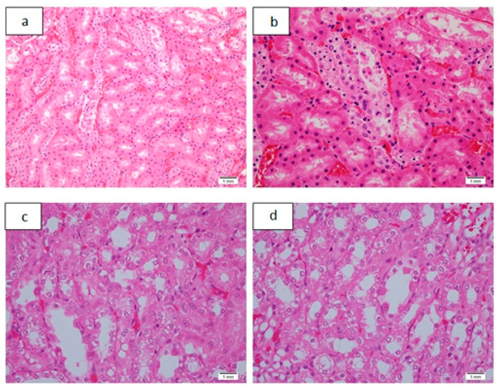 Pharmaceutics 13 01530 g003 550
