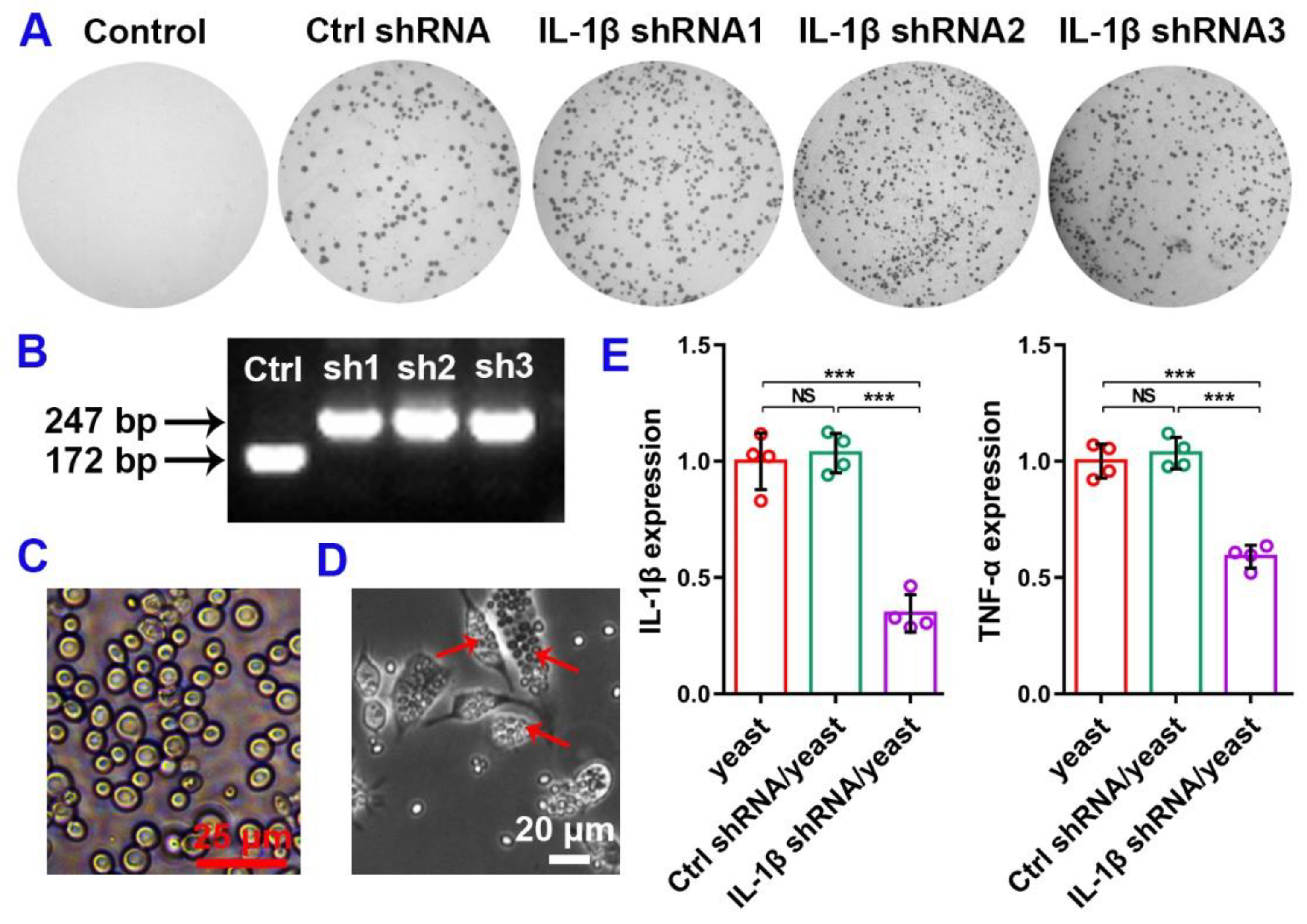 Pharmaceutics 13 01536 g001