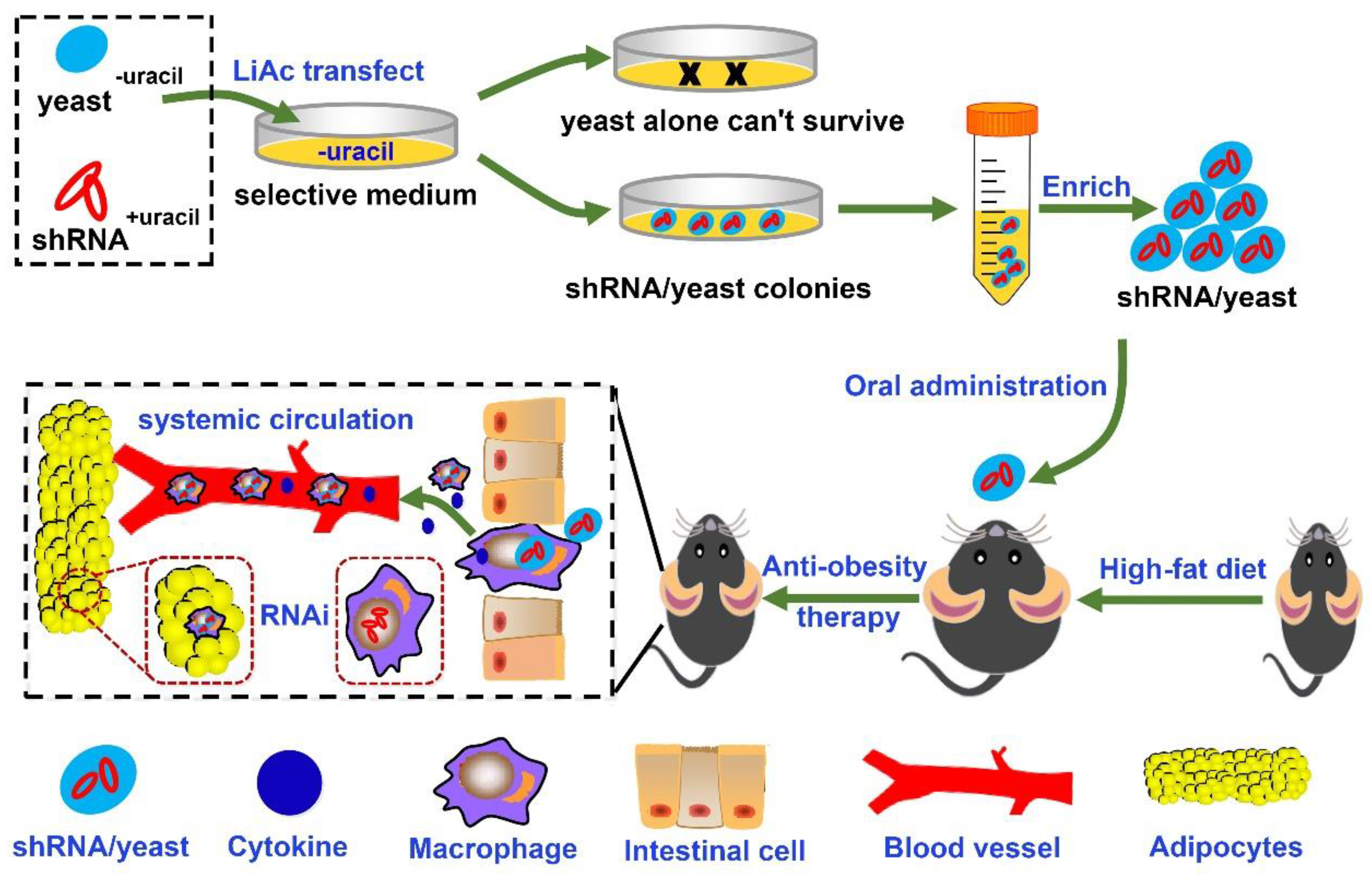 Pharmaceutics 13 01536 sch001
