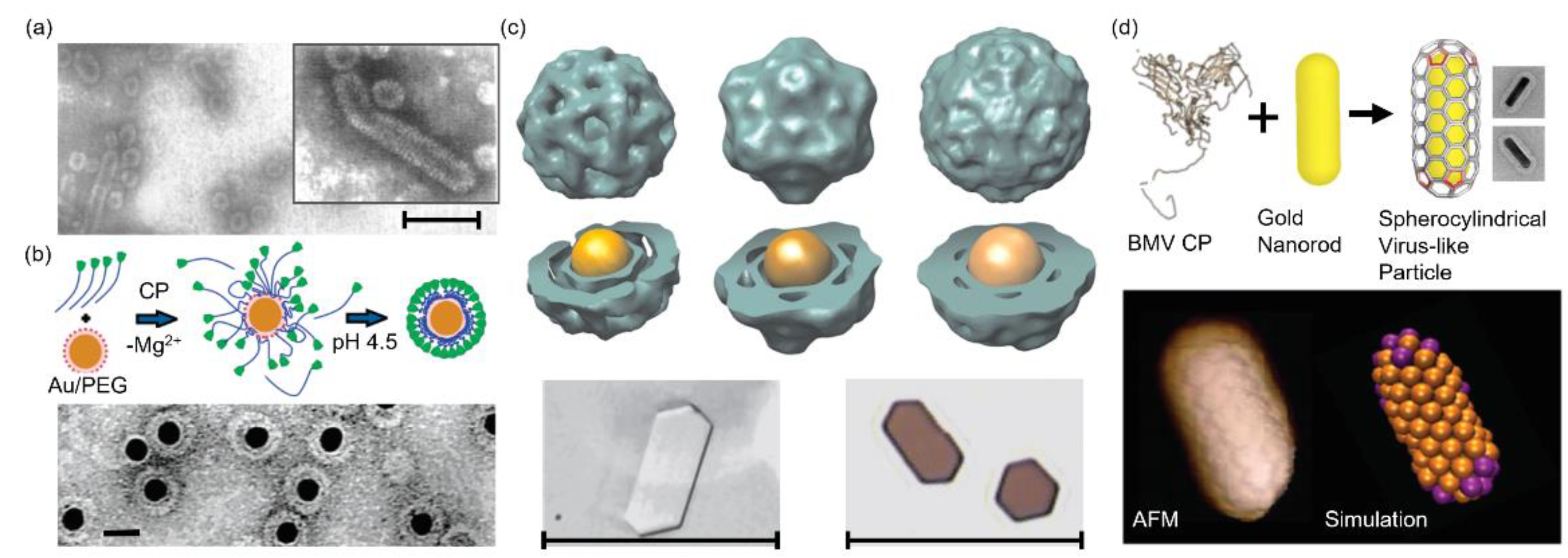 Pharmaceutics 13 01551 g002