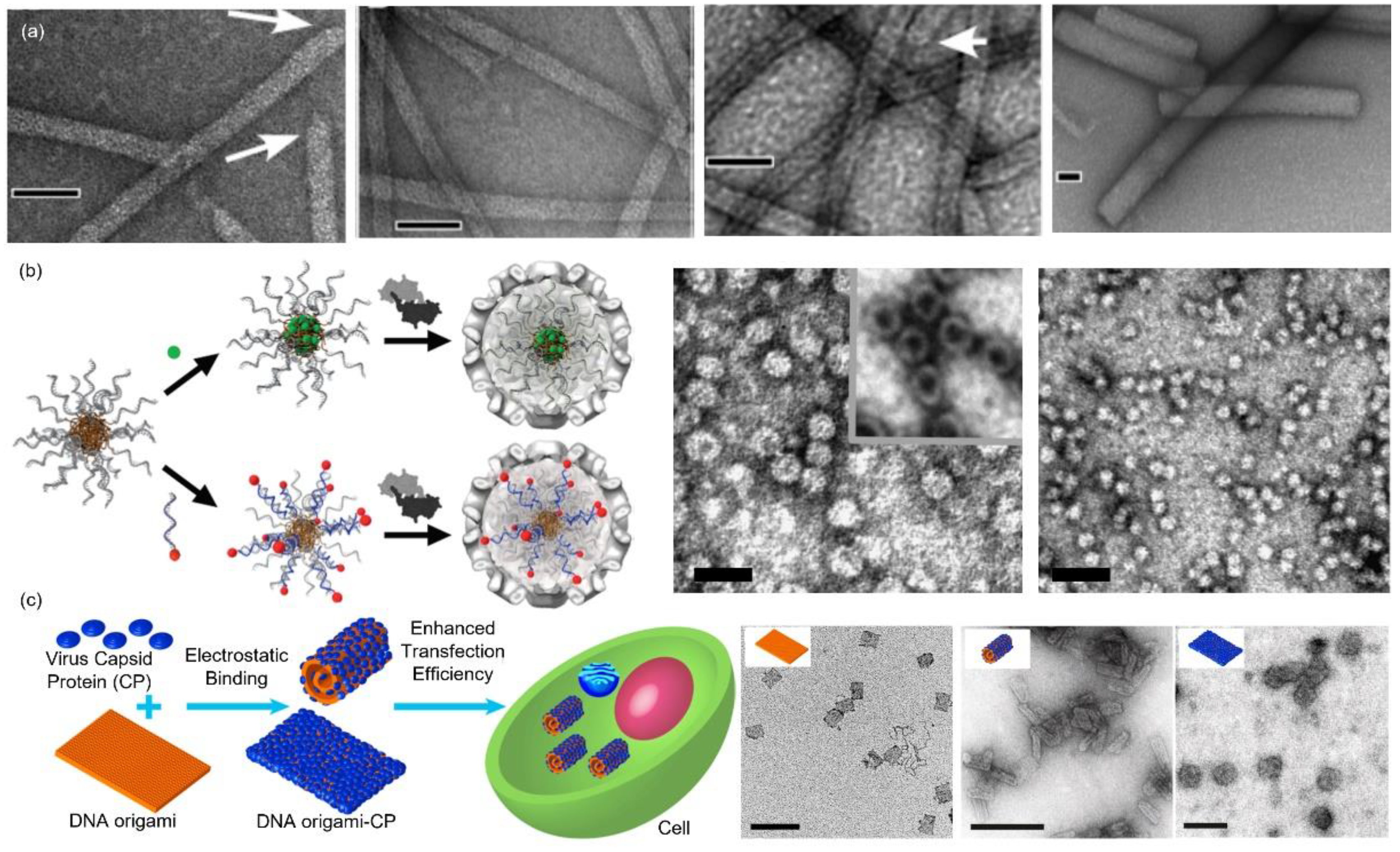 Pharmaceutics 13 01551 g003