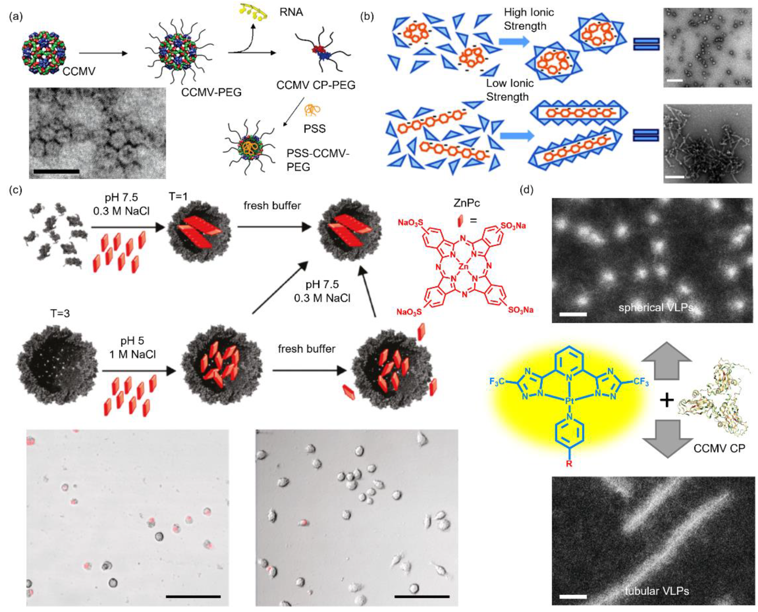 Pharmaceutics 13 01551 g004