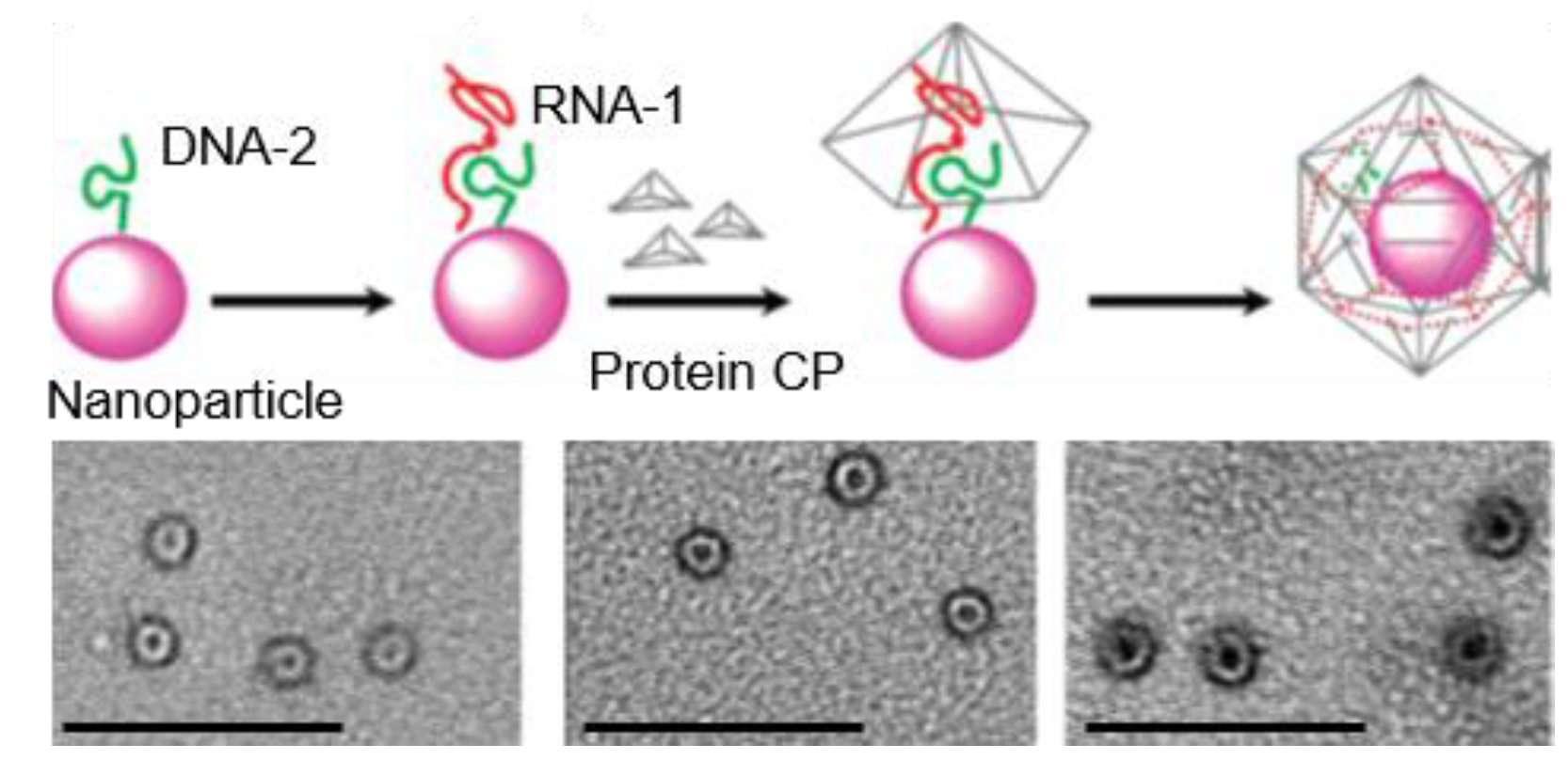 Pharmaceutics 13 01551 g005