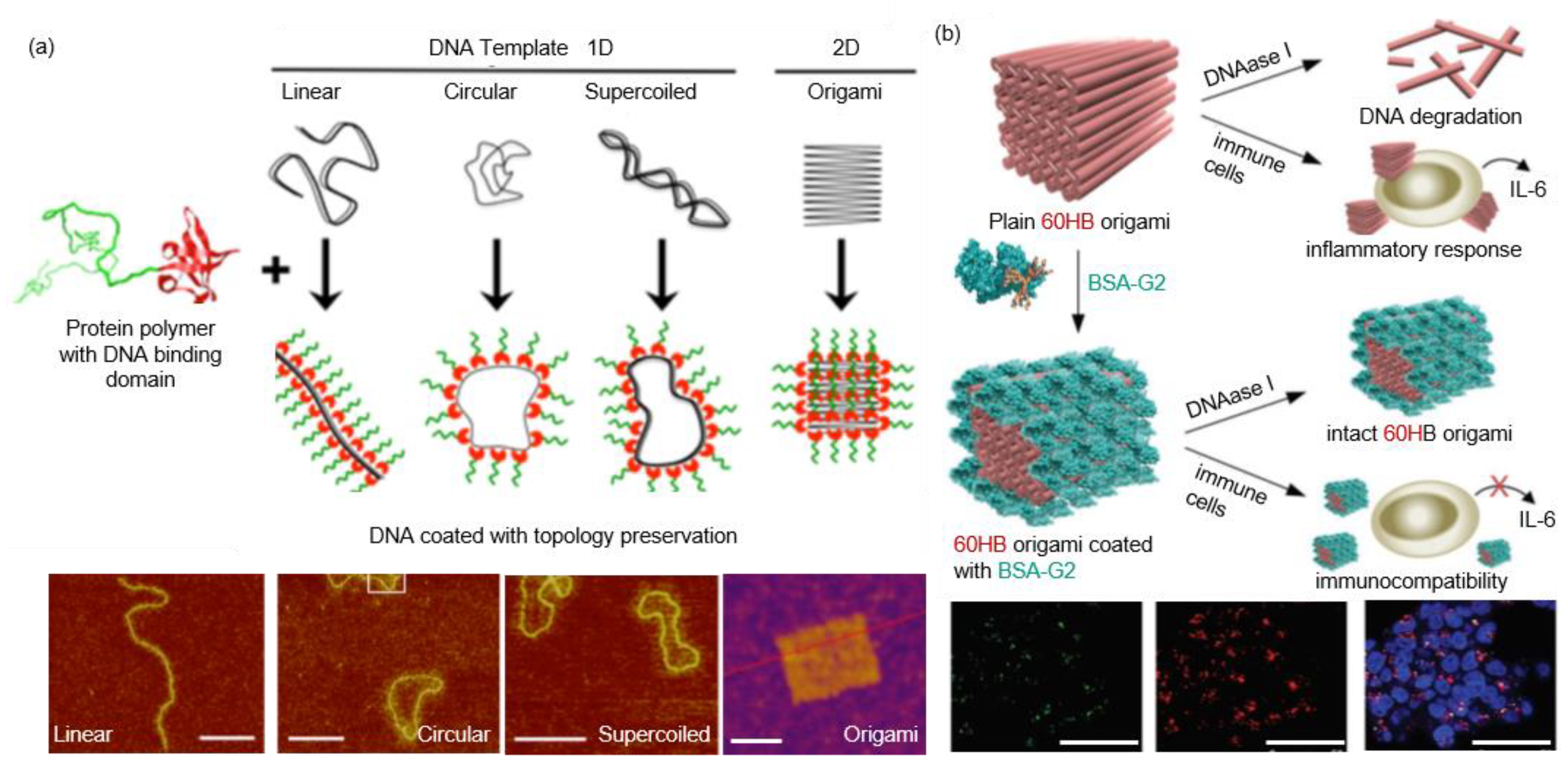 Pharmaceutics 13 01551 g007