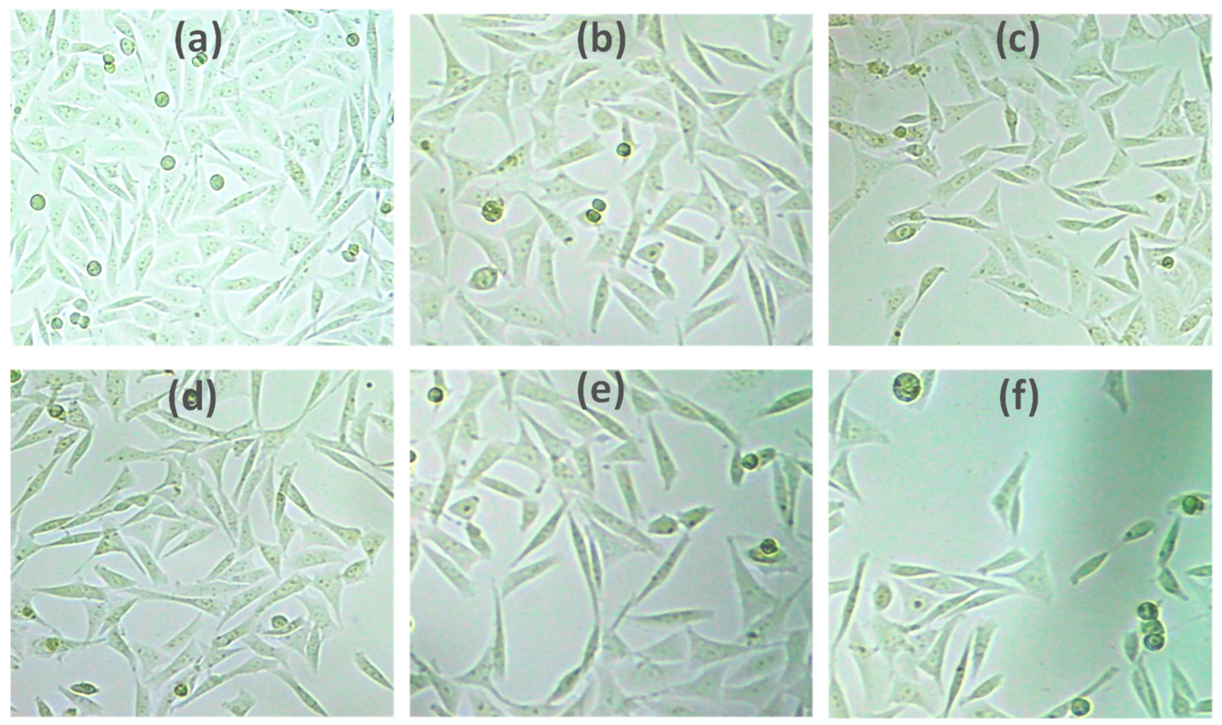 Pharmaceutics 13 01554 g005