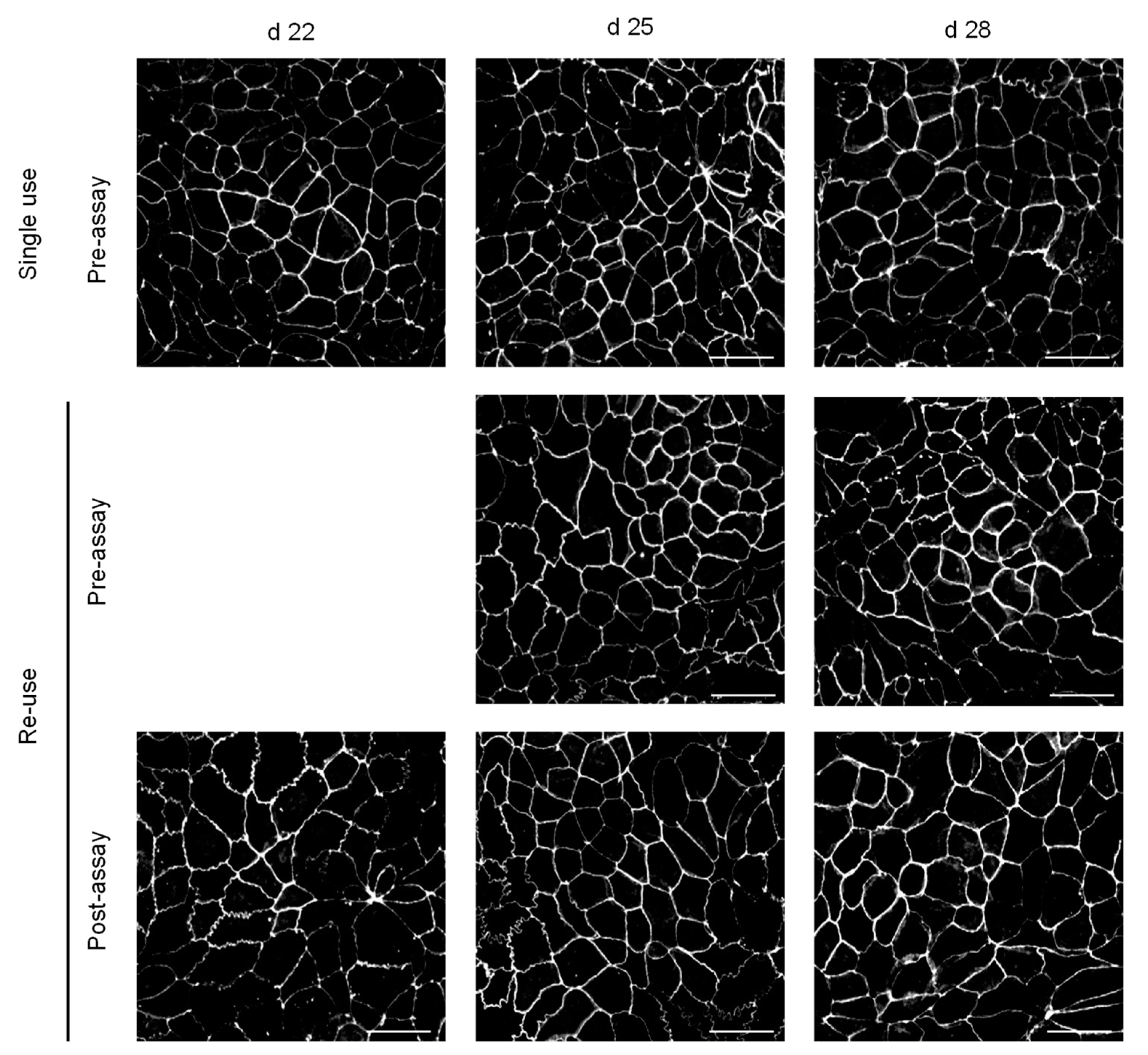 Pharmaceutics 13 01563 g006 550