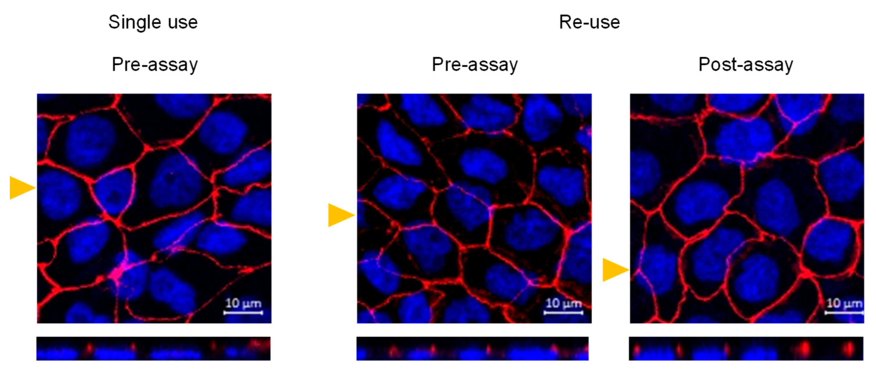 Pharmaceutics 13 01563 g007 550
