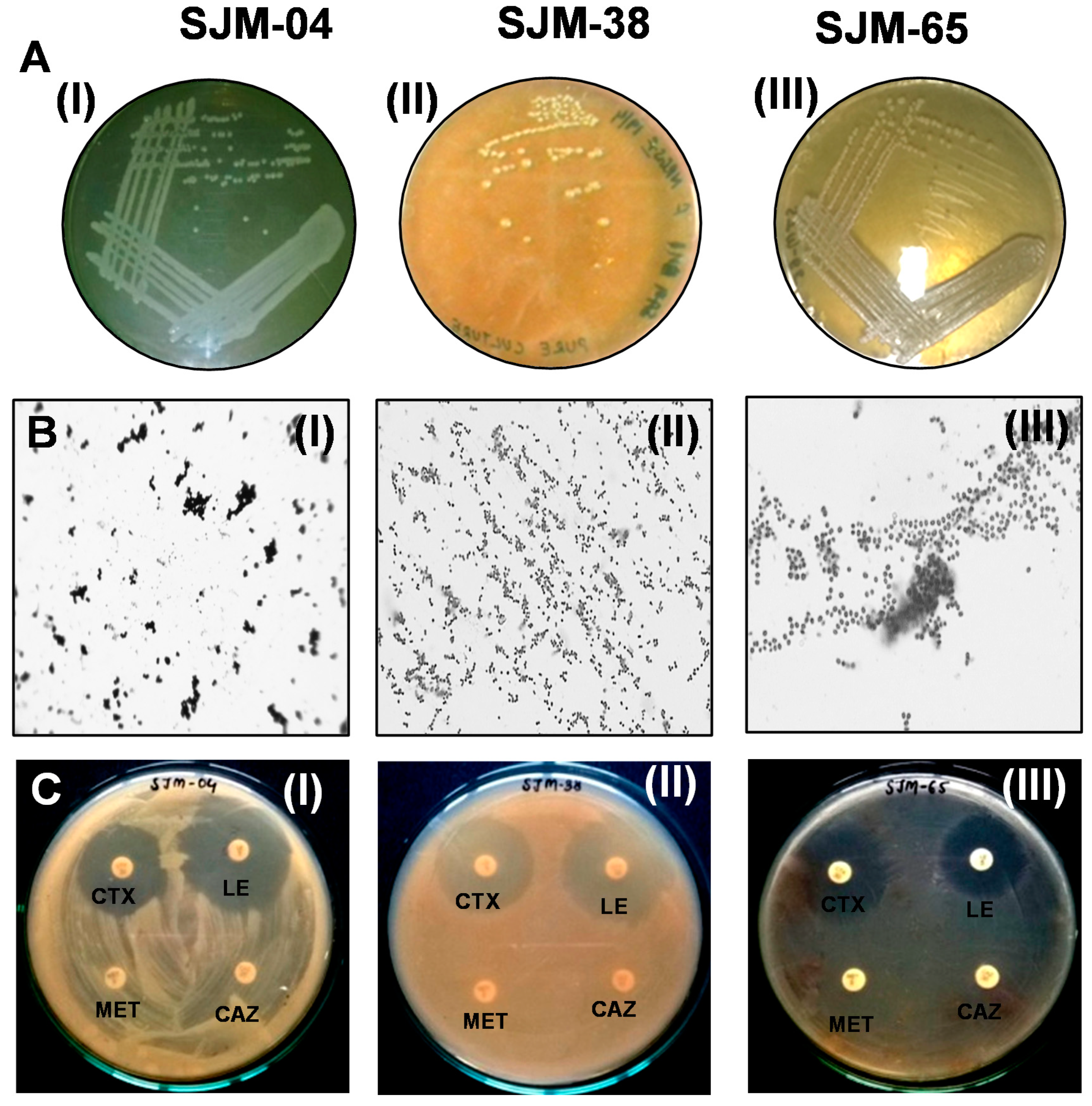 Pharmaceutics 13 01564 g001 Pharmaceutics 13 01564 g001