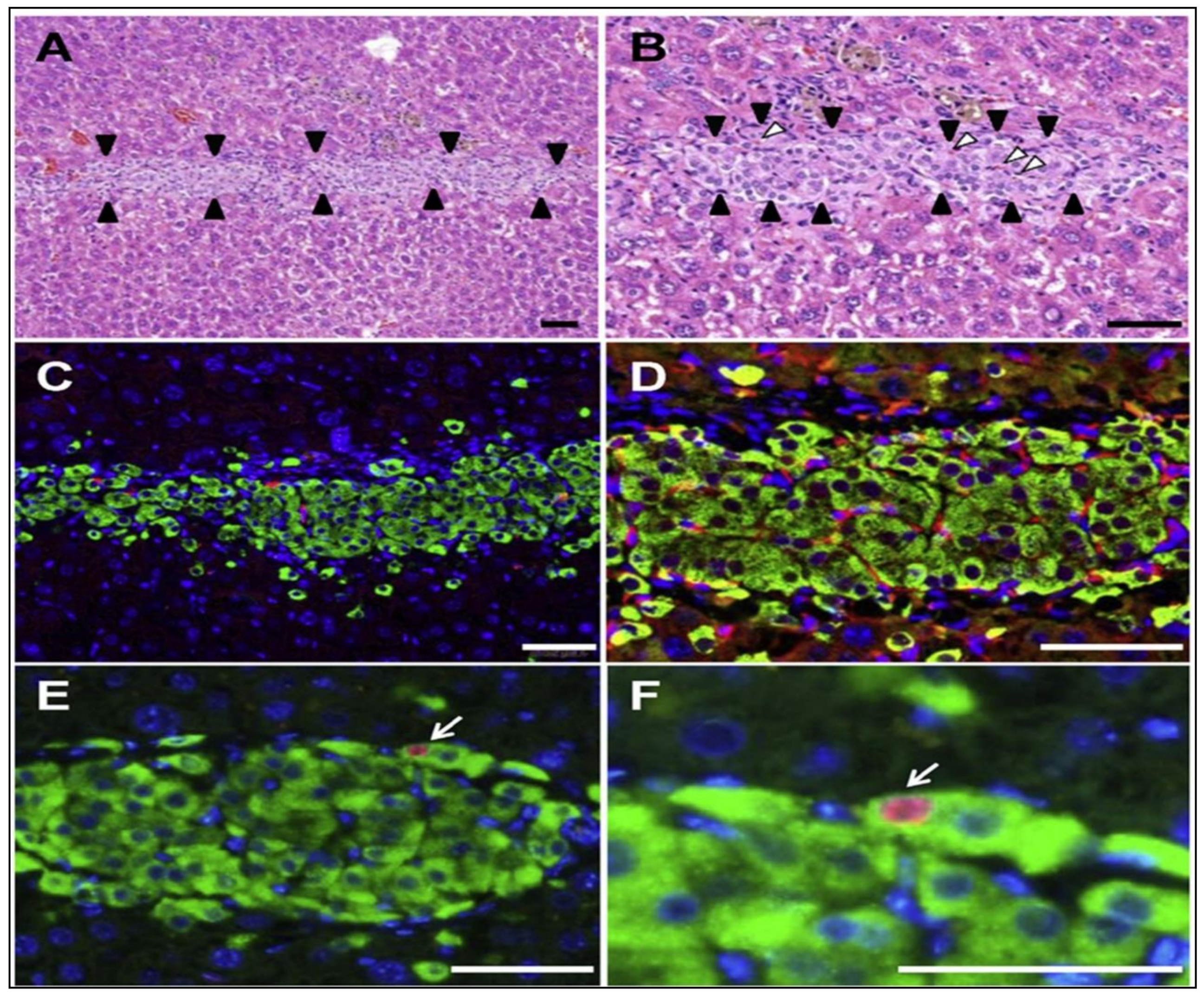 Pharmaceutics 13 01568 g005 Pharmaceutics 13 01568 g005