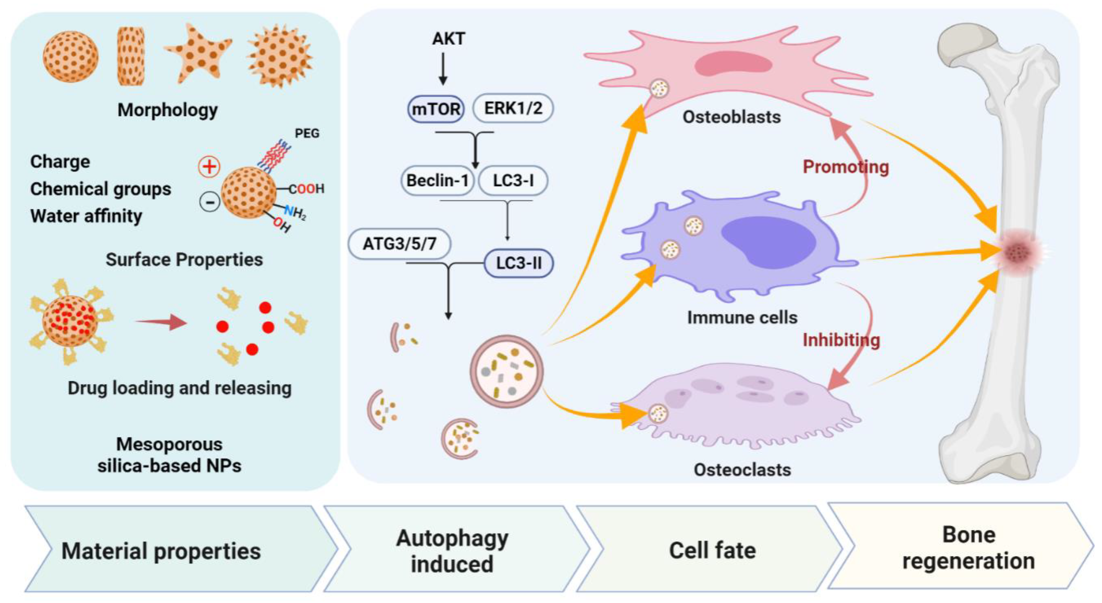 Pharmaceutics 13 01572 g003