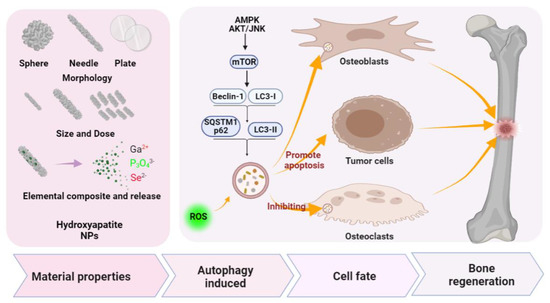 Autophagy And Bone Cell Regeneration Reference: Porous Nanomaterials Targeting Autophagy In Bone Regeneration