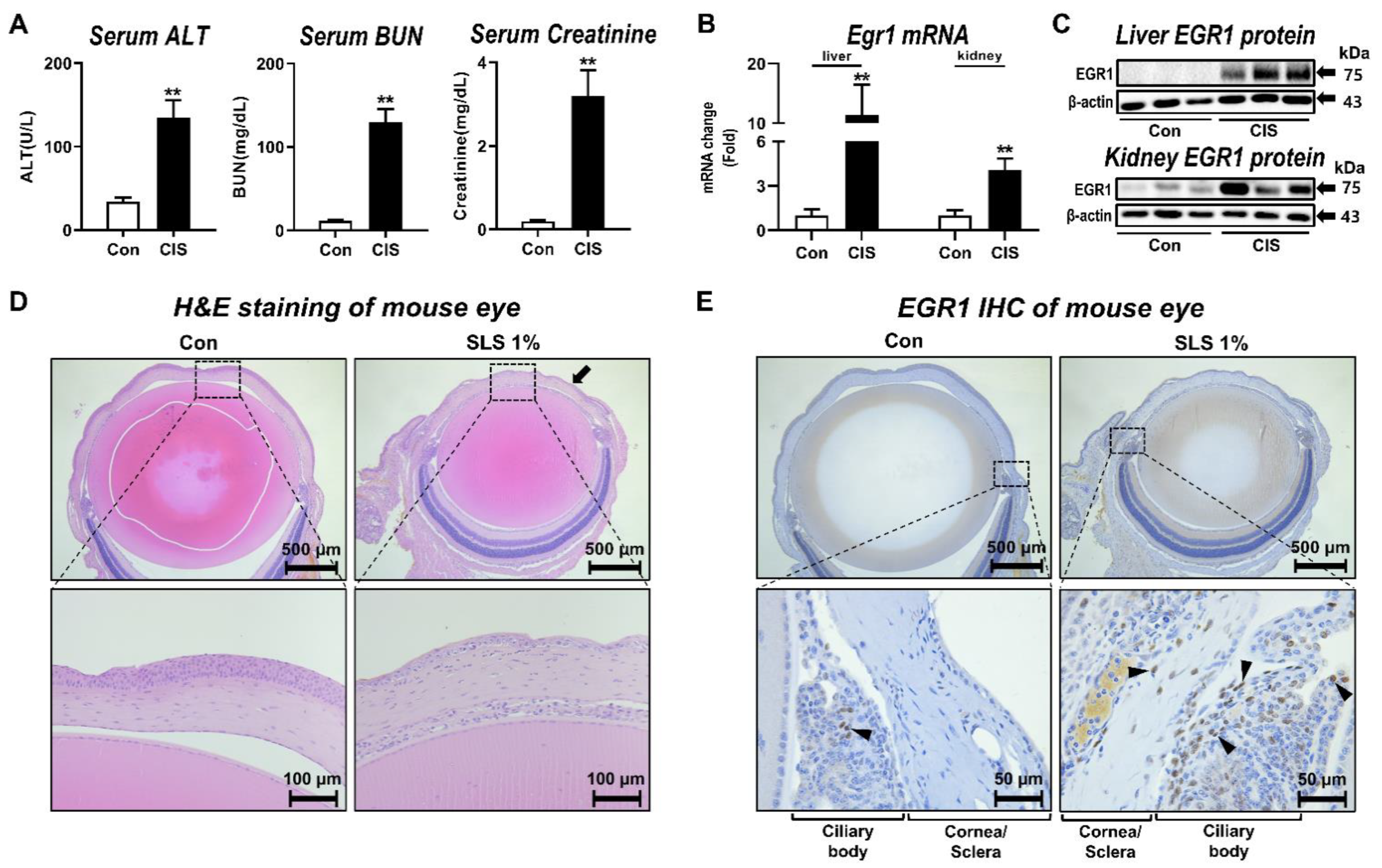 Pharmaceutics 13 01584 g001