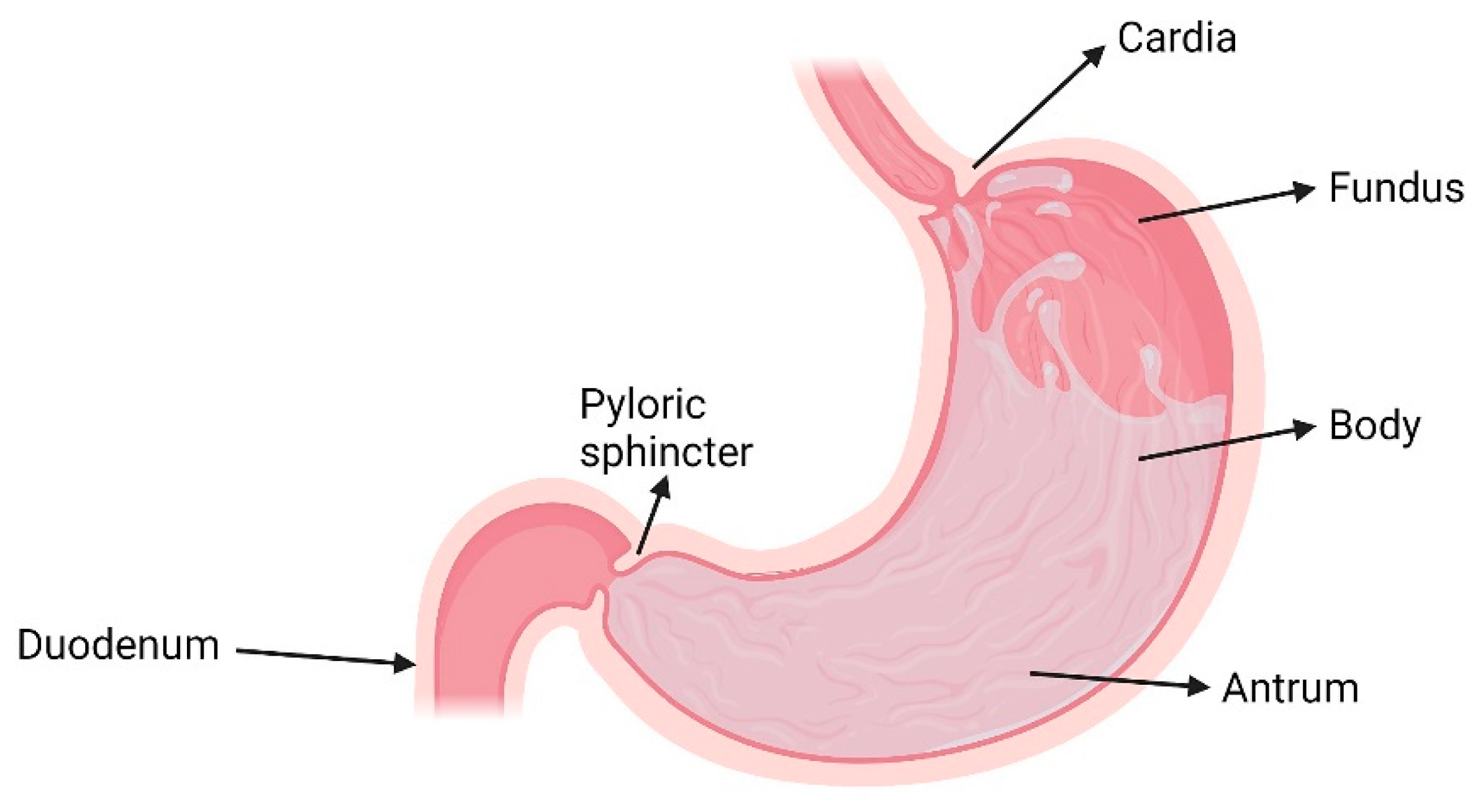 Pharmaceutics 13 01591 g001 Pharmaceutics 13 01591 g001