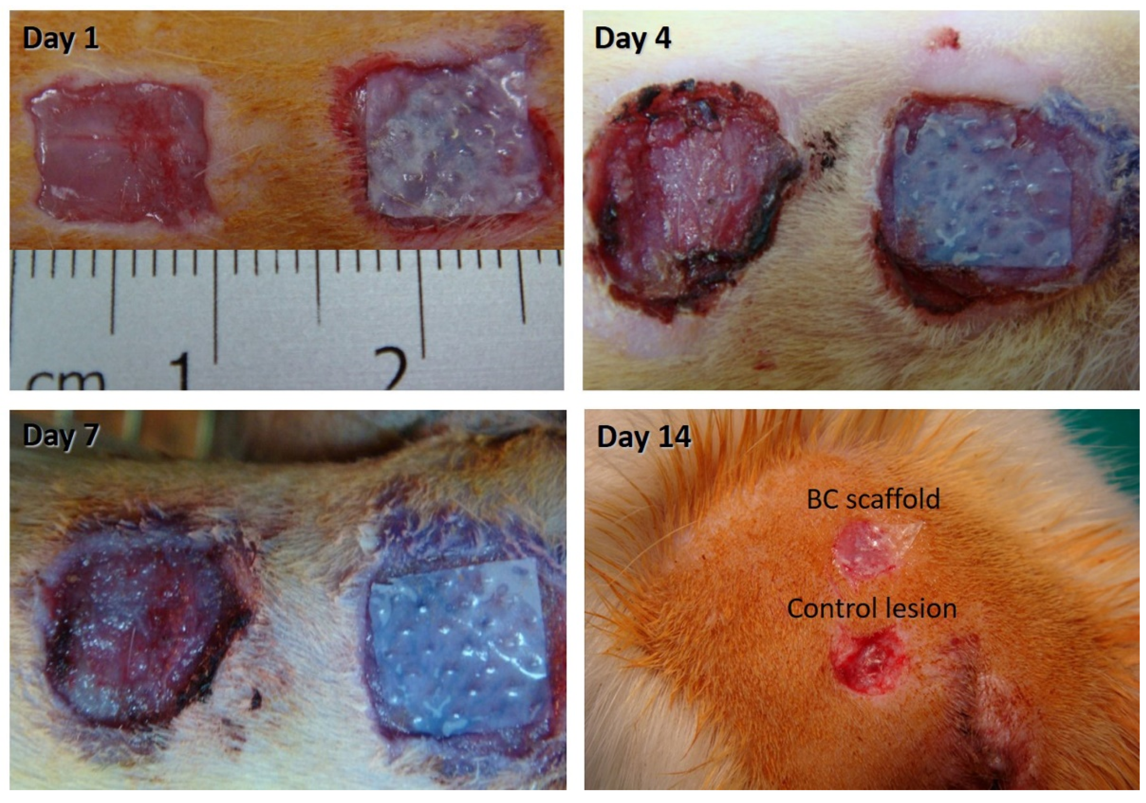 Pharmaceutics 13 01592 g004
