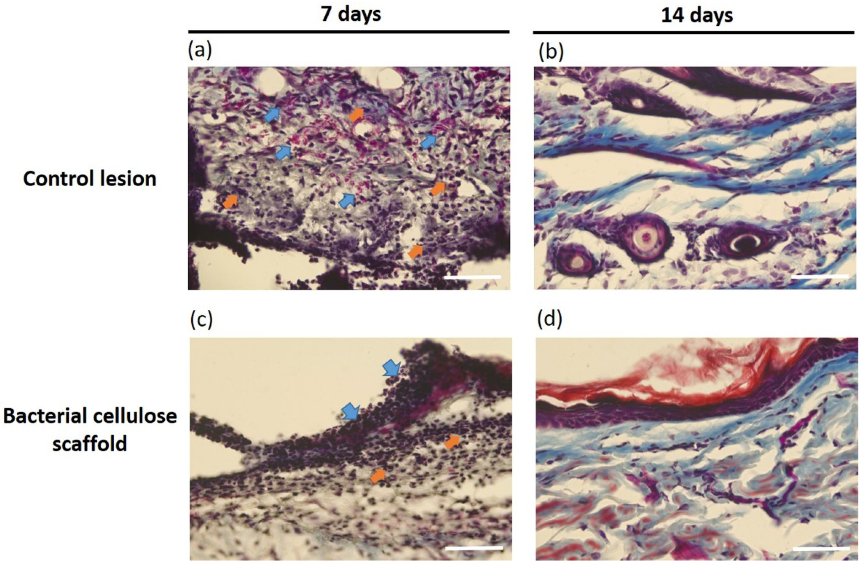 Pharmaceutics 13 01592 g005