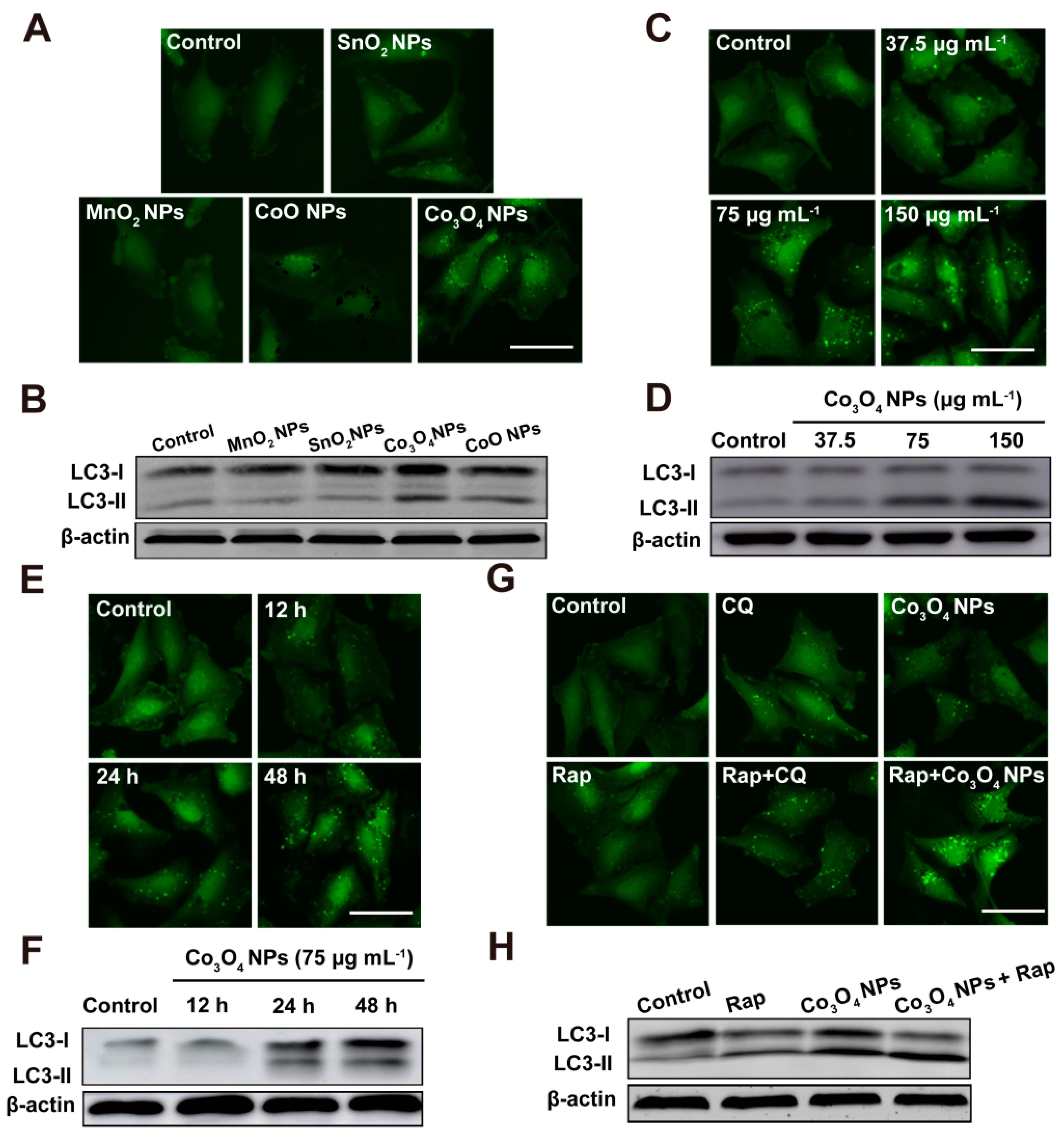 Pharmaceutics 13 01599 g003 550
