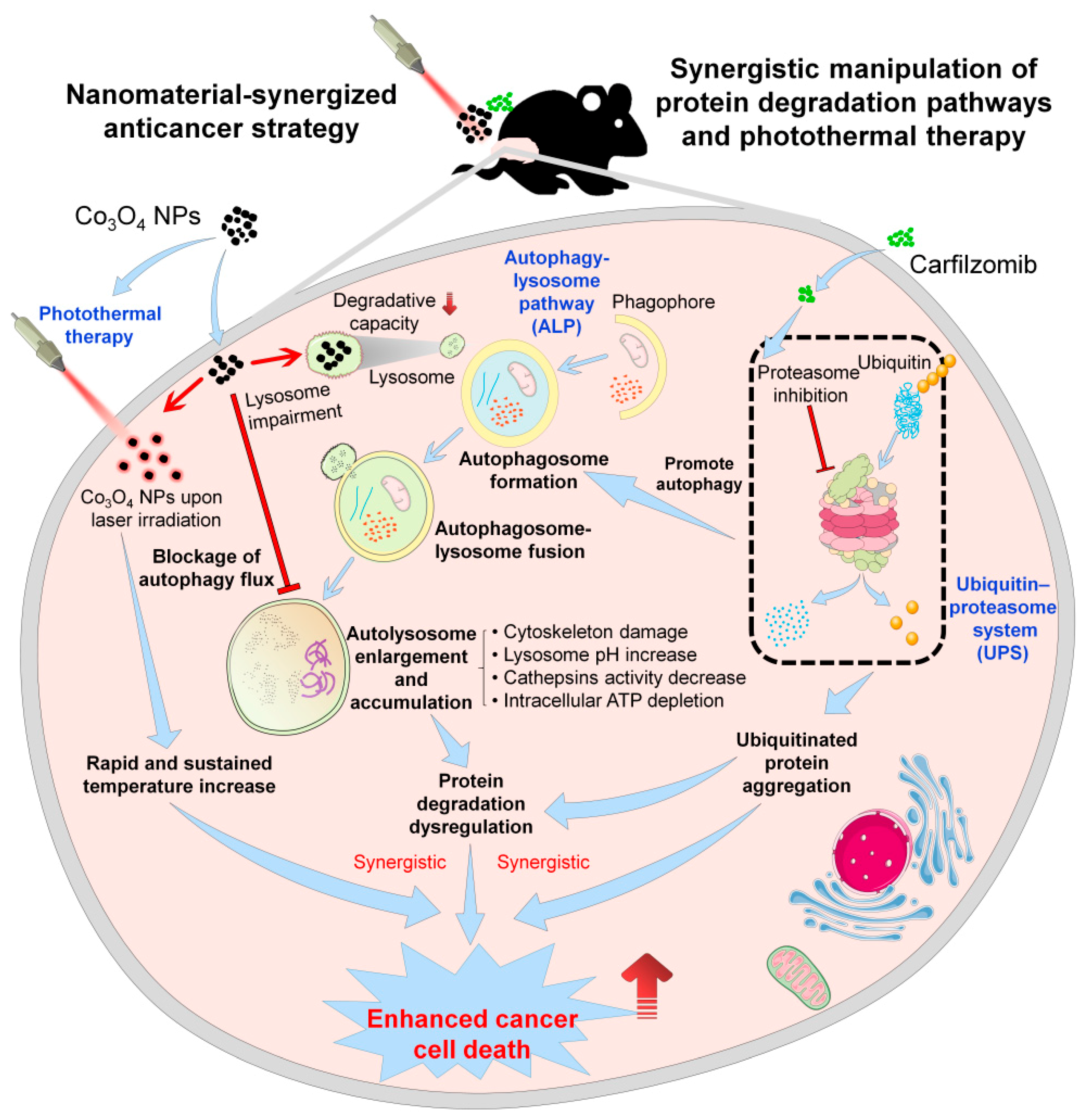 Pharmaceutics 13 01599 g005 550