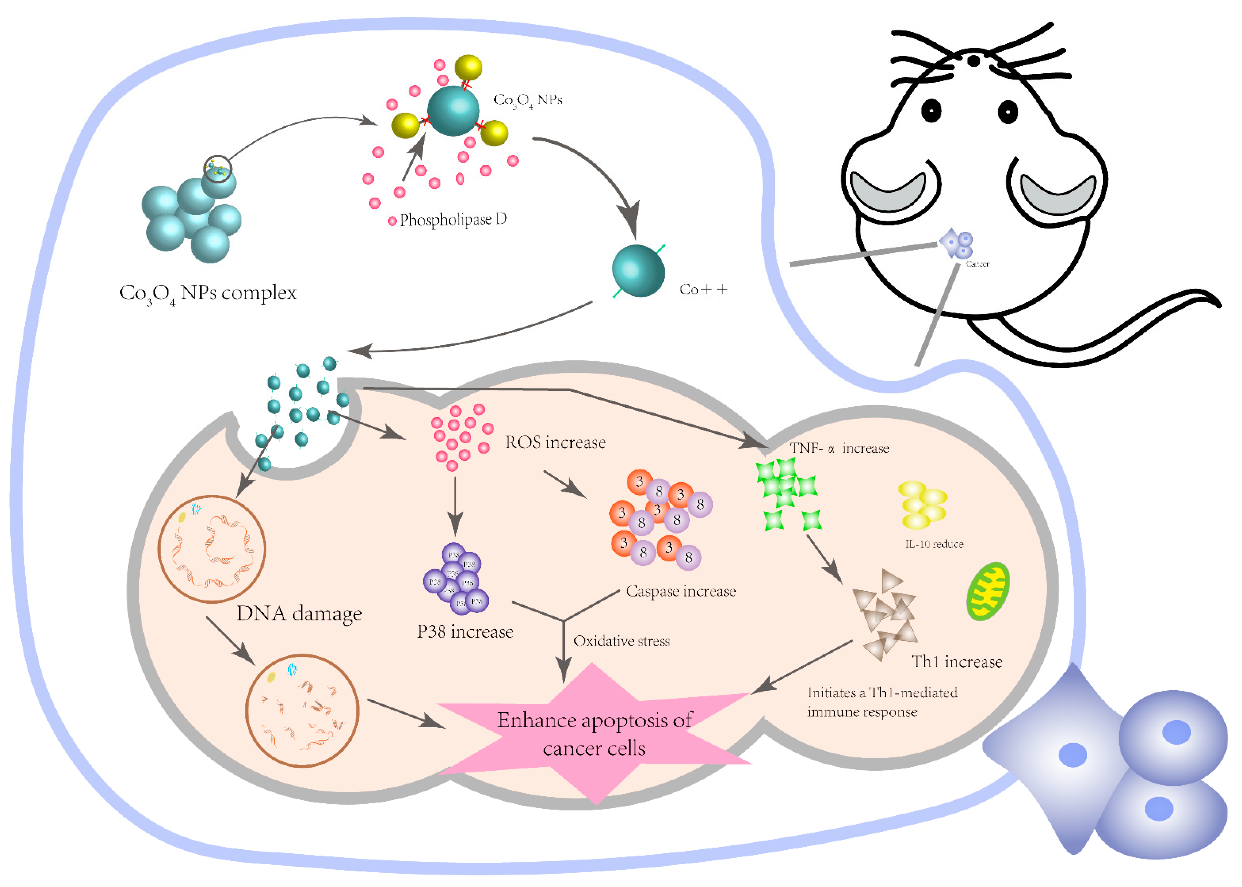 Pharmaceutics 13 01599 g006 550