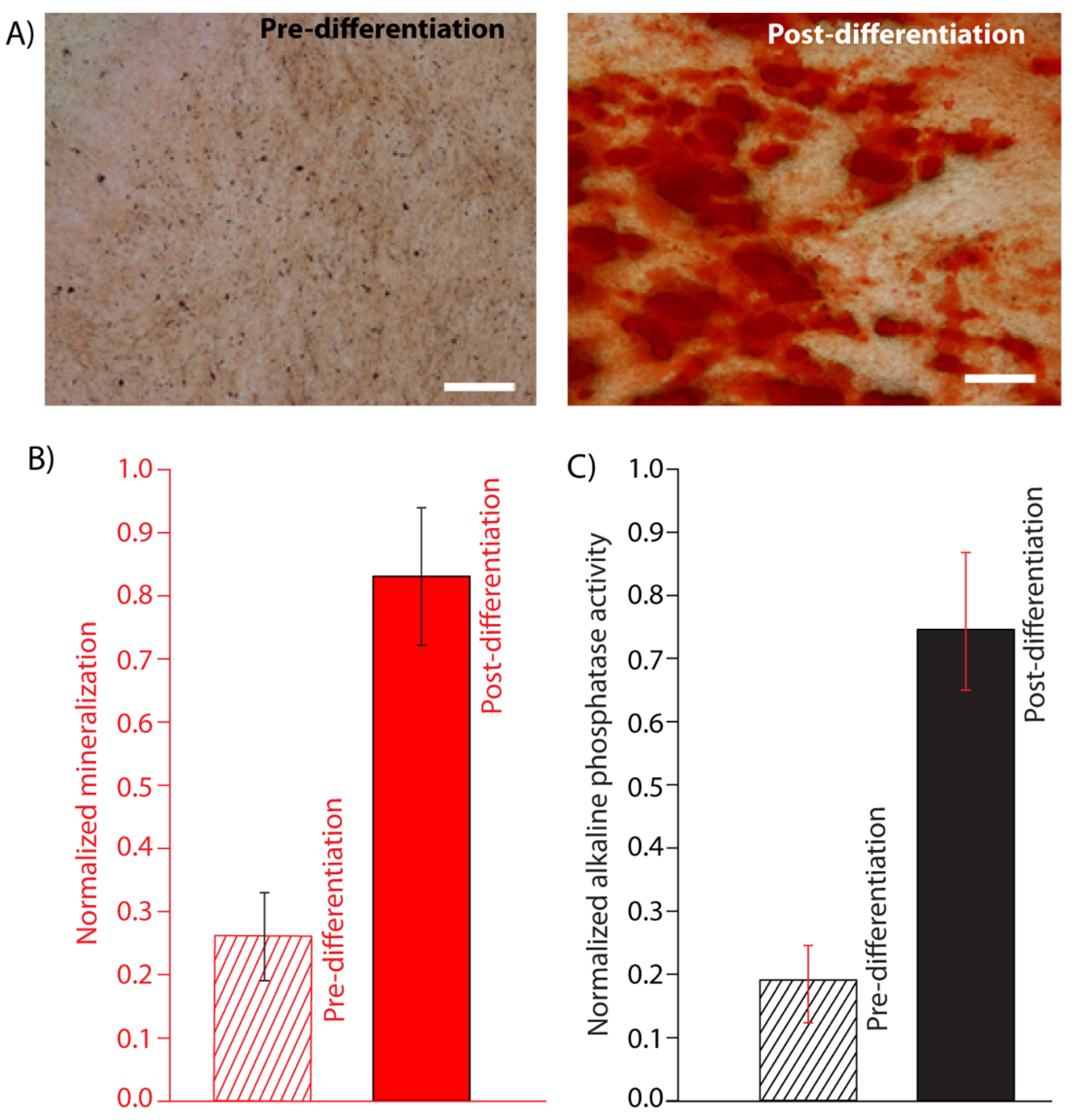 Pharmaceutics 13 01602 g006