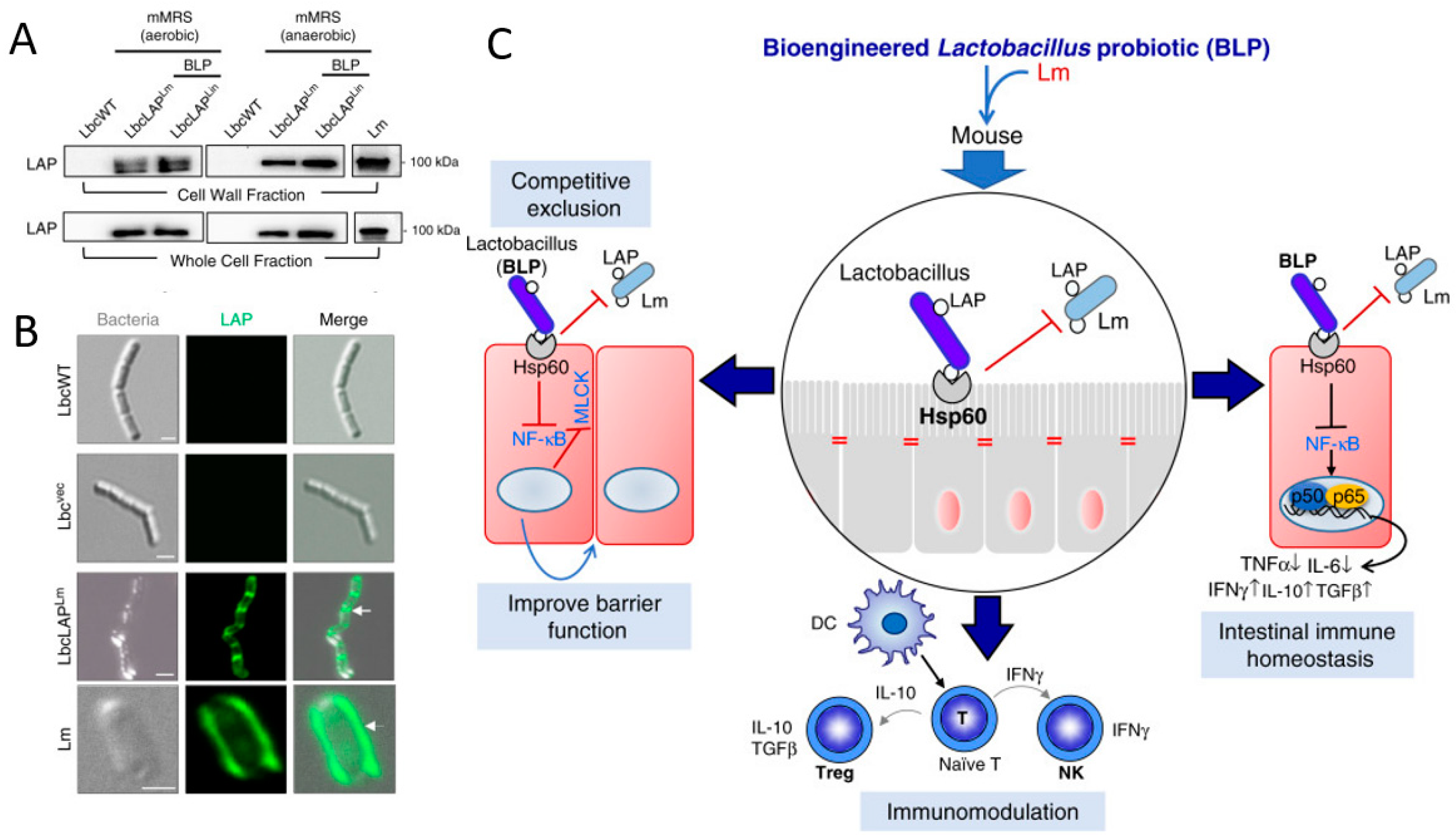 Pharmaceutics 13 01610 g006