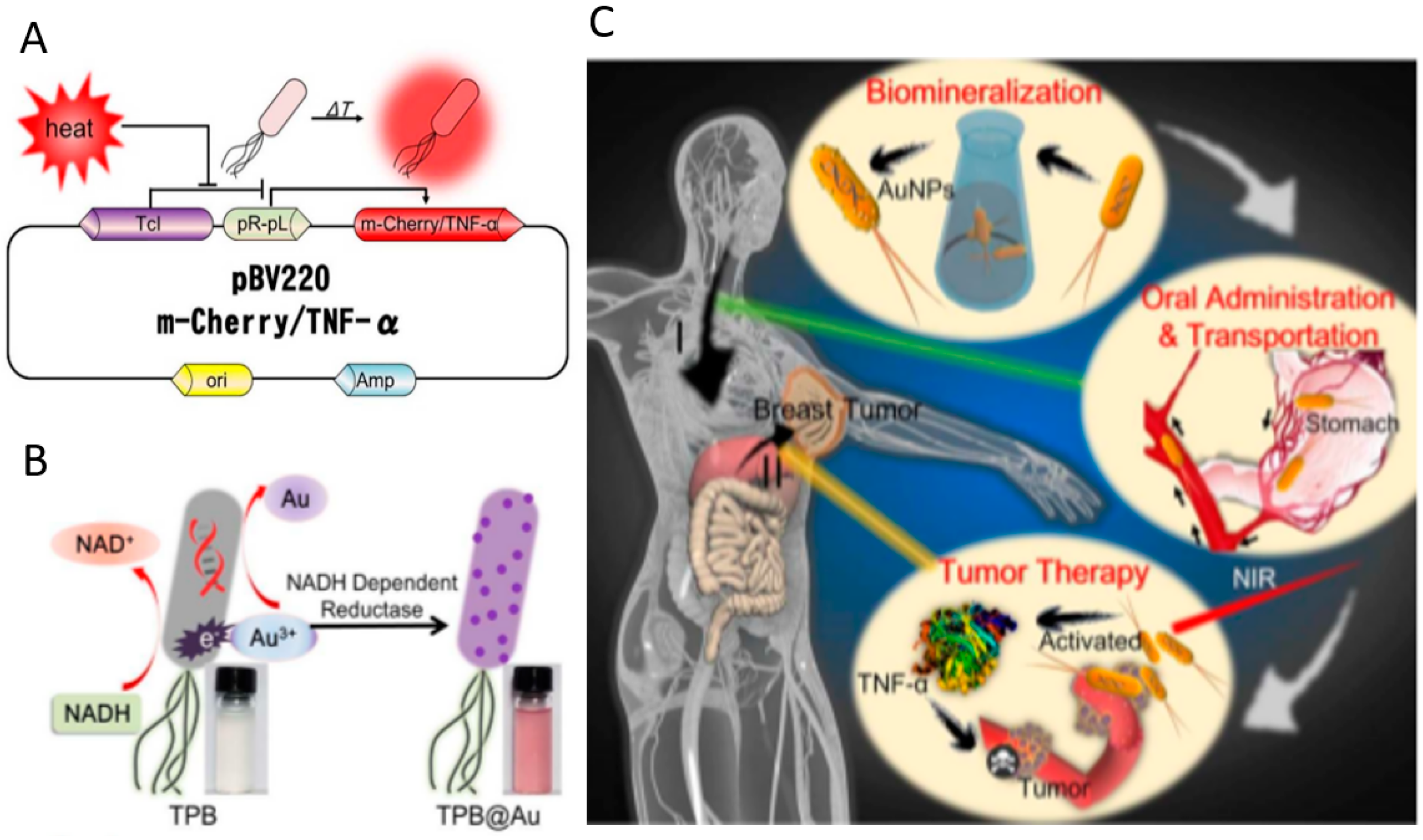 Pharmaceutics 13 01610 g008