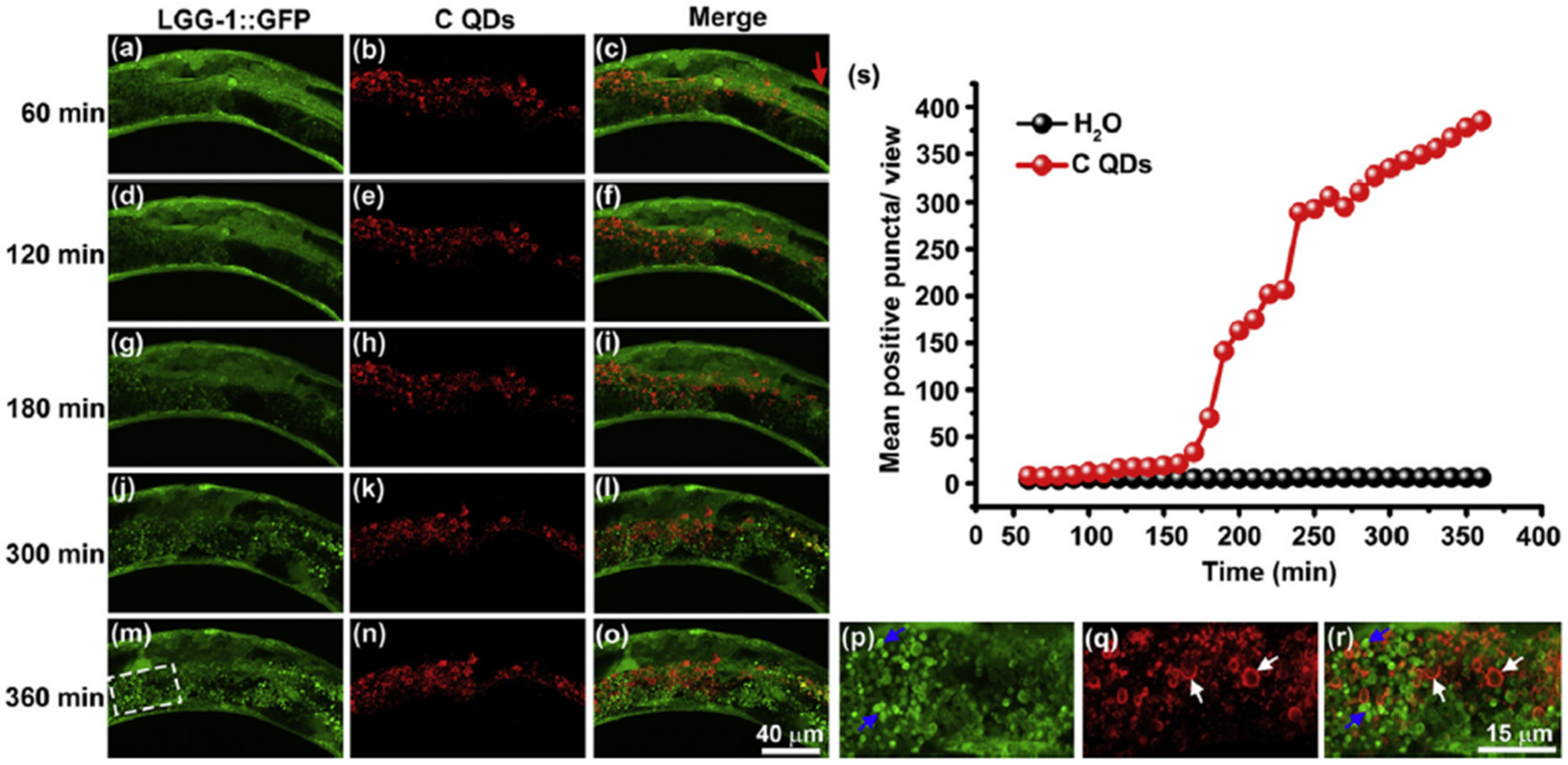 Pharmaceutics 13 01615 g001
