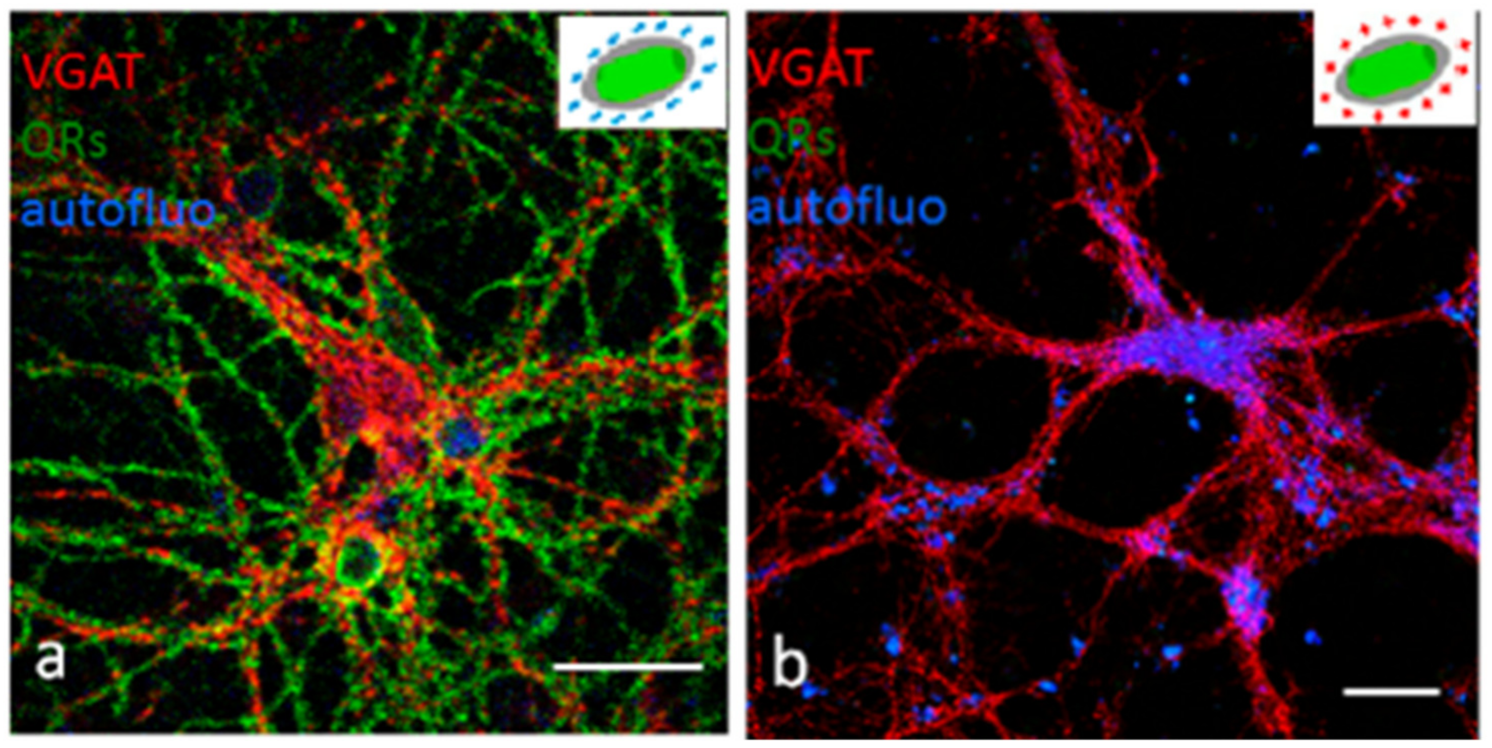 Pharmaceutics 13 01615 g008