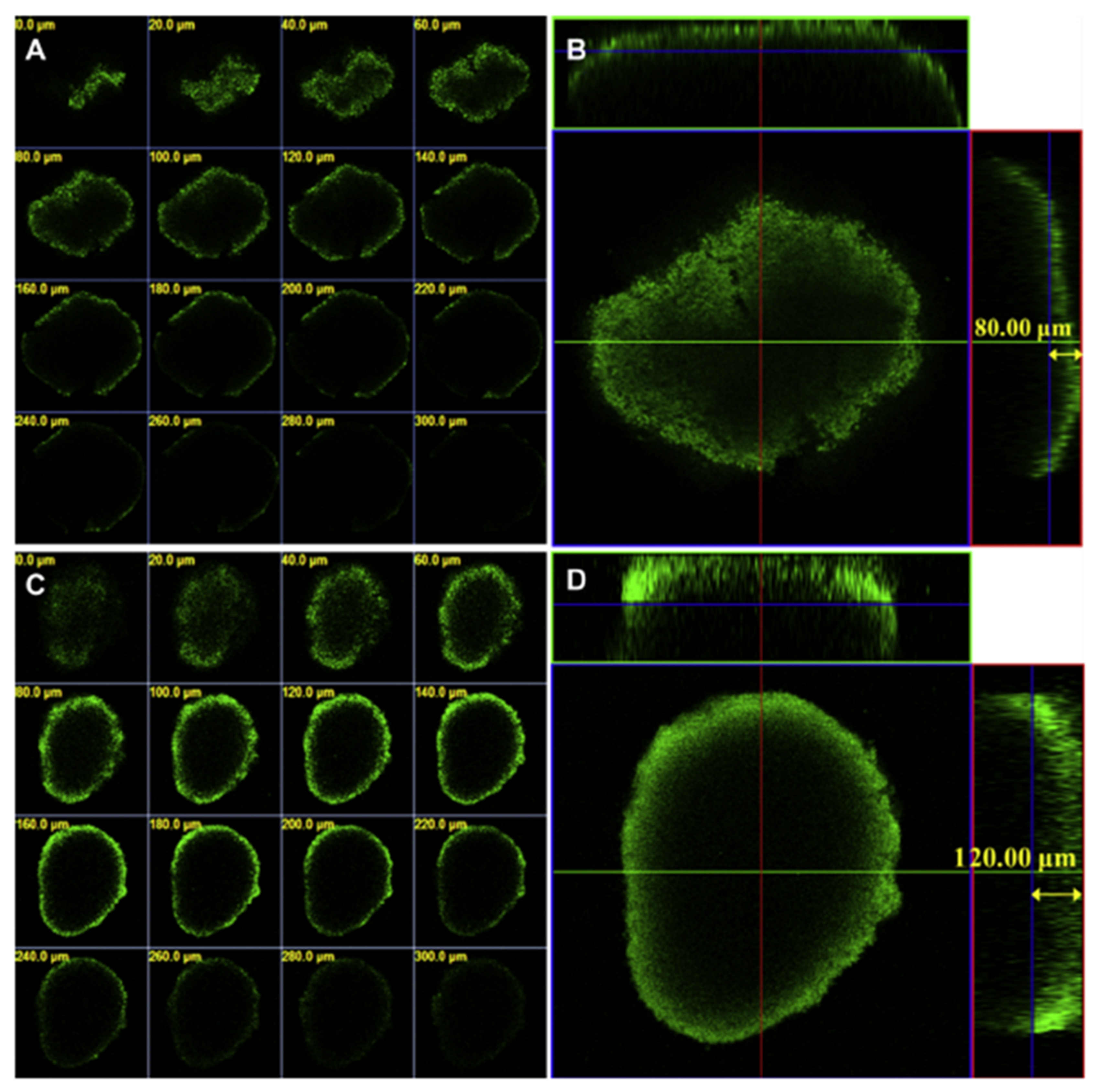 Pharmaceutics 13 01615 g009