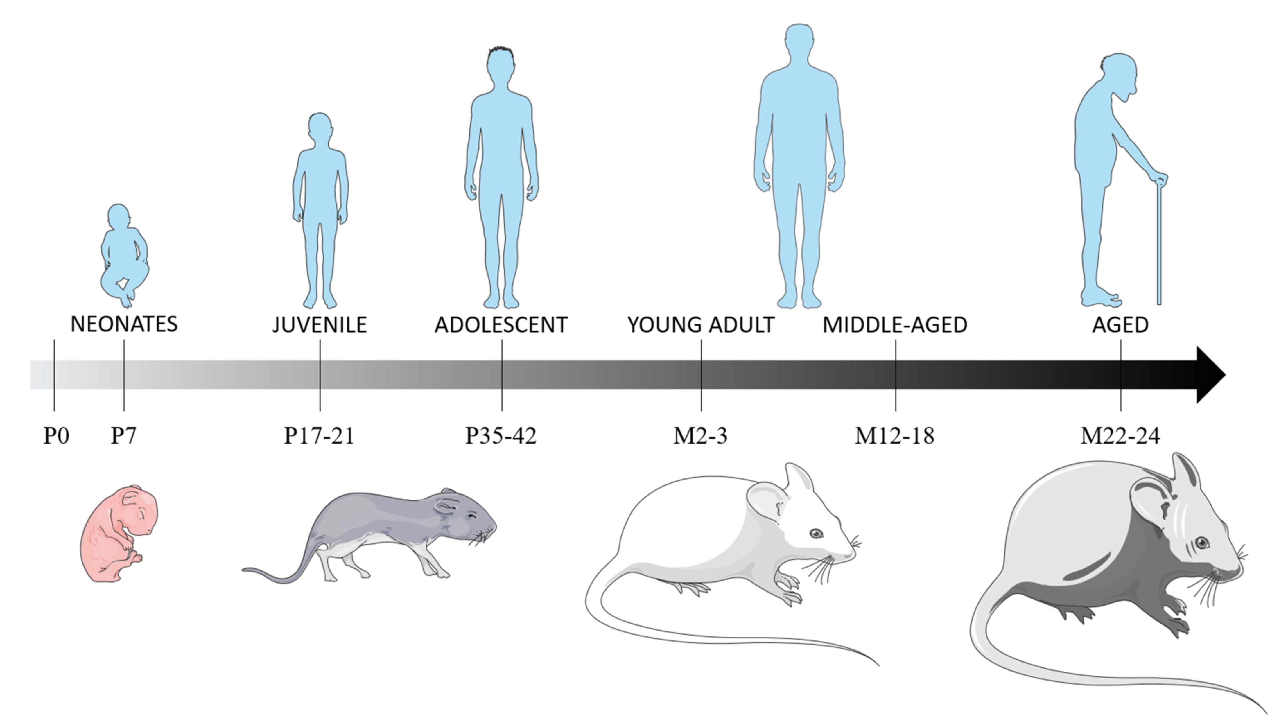 Mouse Ages Telegraph mouse-ages-telegraph