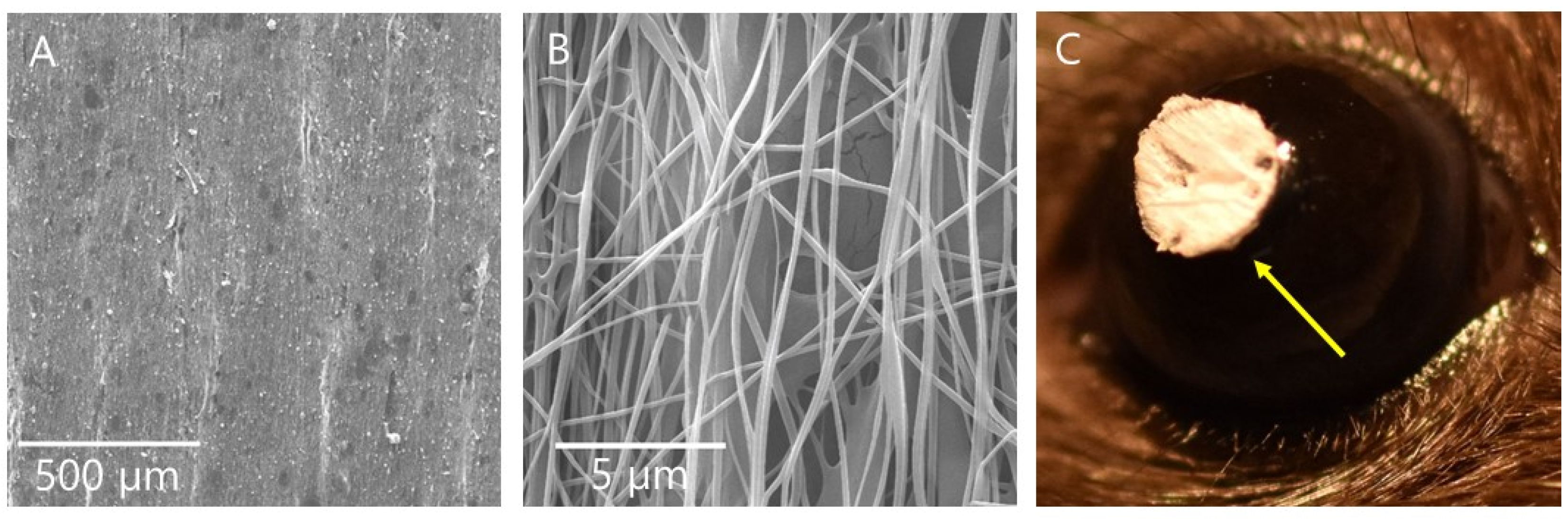 Pharmaceutics 13 01628 g002
