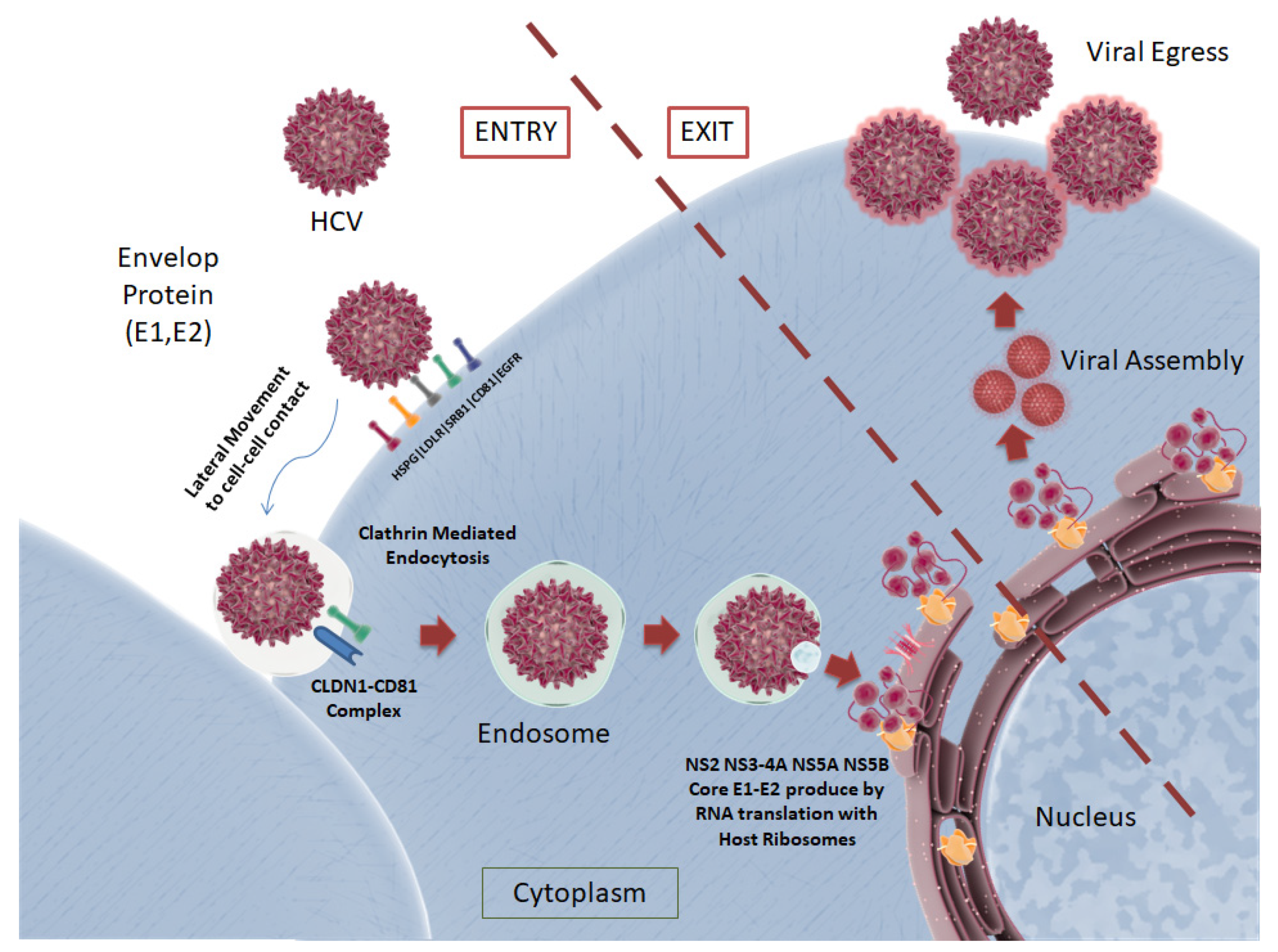 Pharmaceutics 13 01646 g005