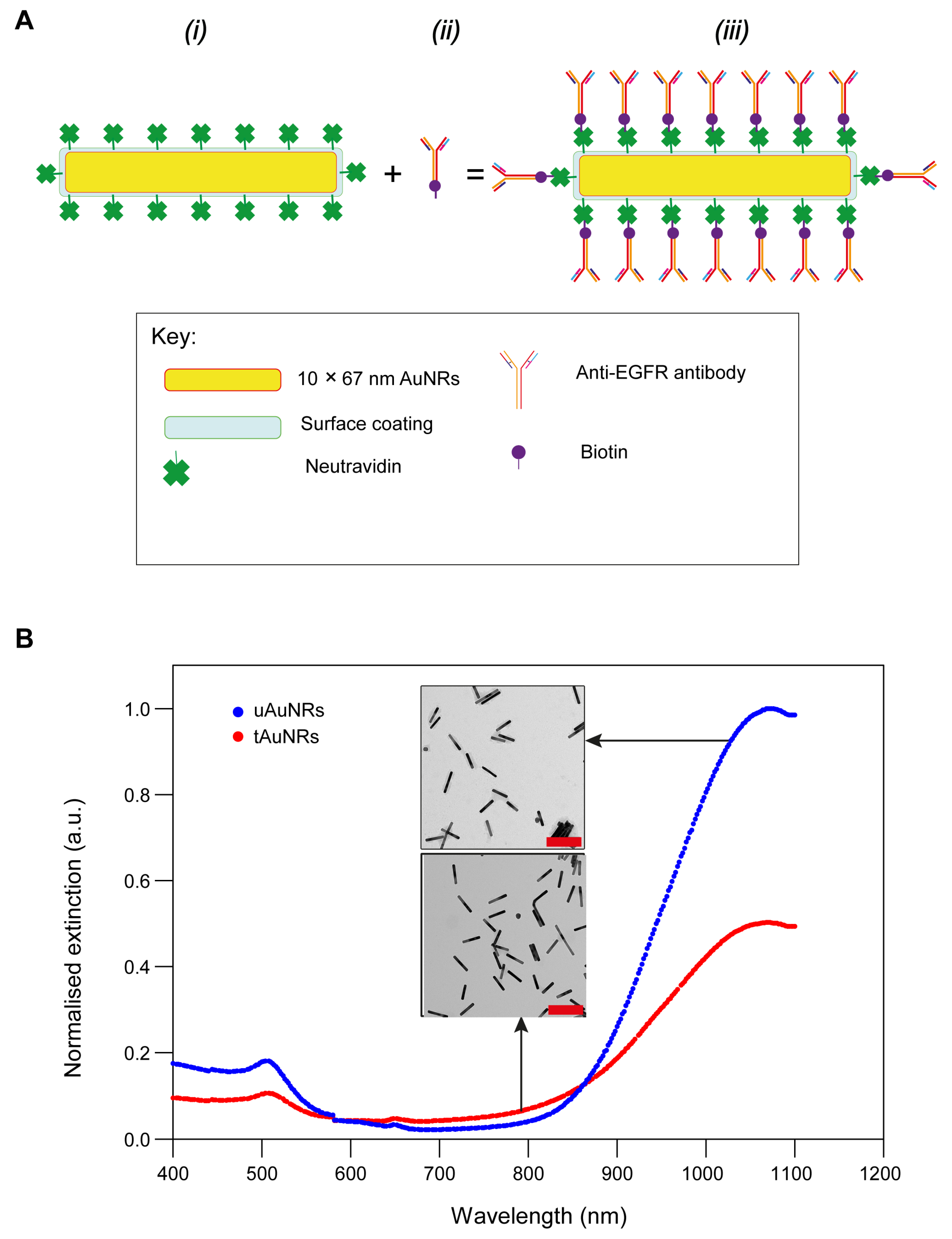 Pharmaceutics 13 01651 g001 Pharmaceutics 13 01651 g001