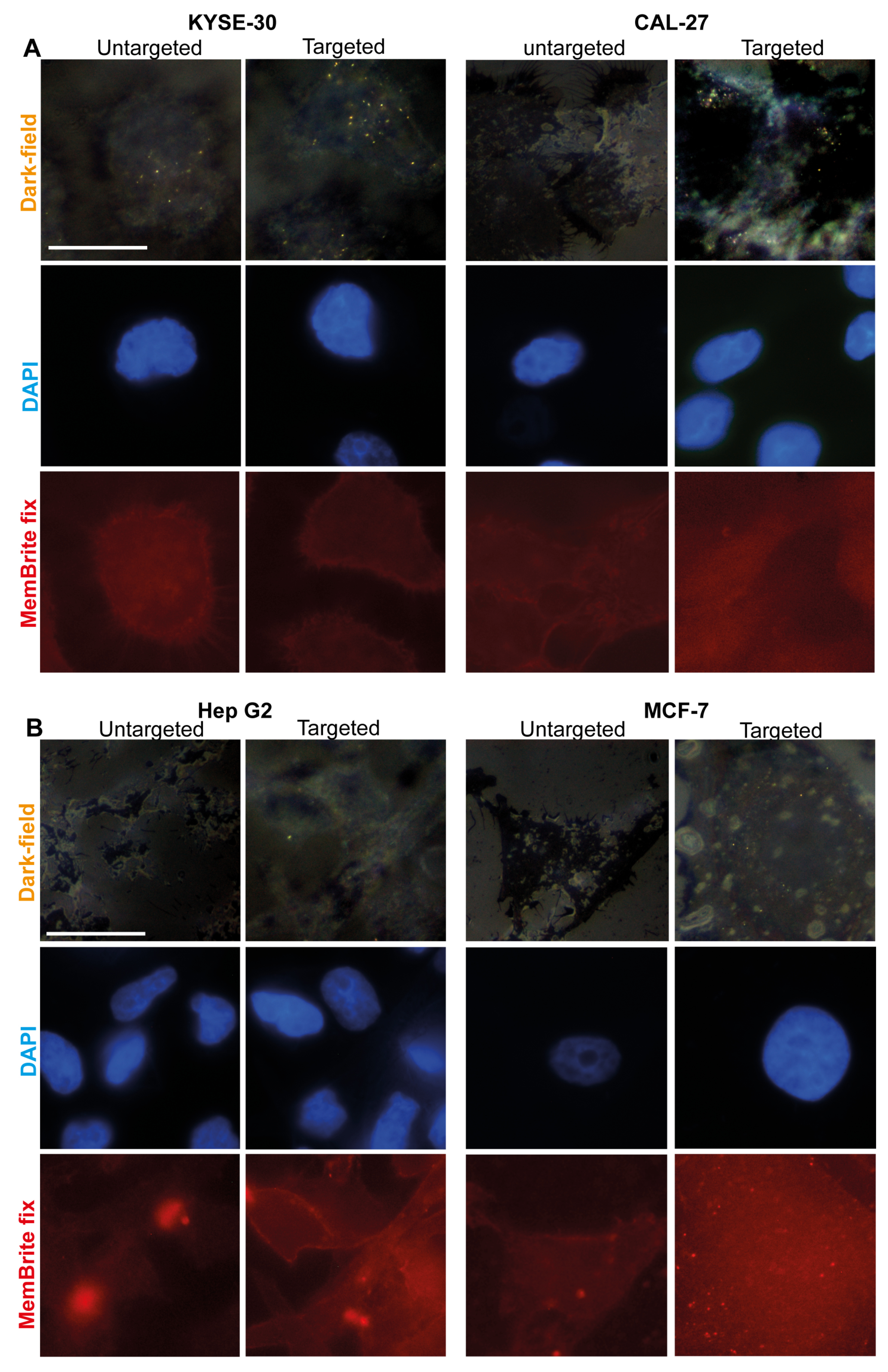 Pharmaceutics 13 01651 g004 Pharmaceutics 13 01651 g004