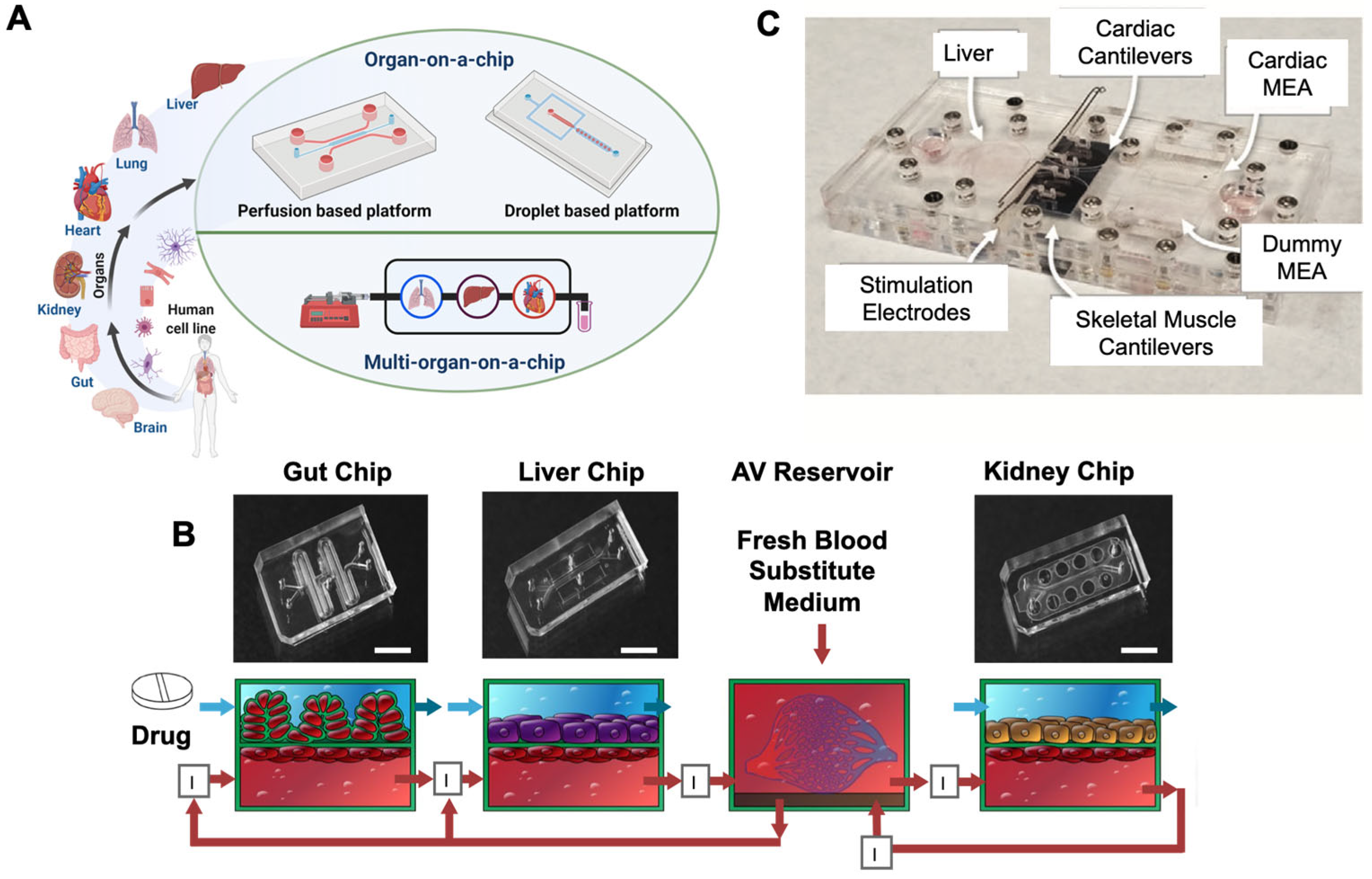 Pharmaceutics 13 01657 g001