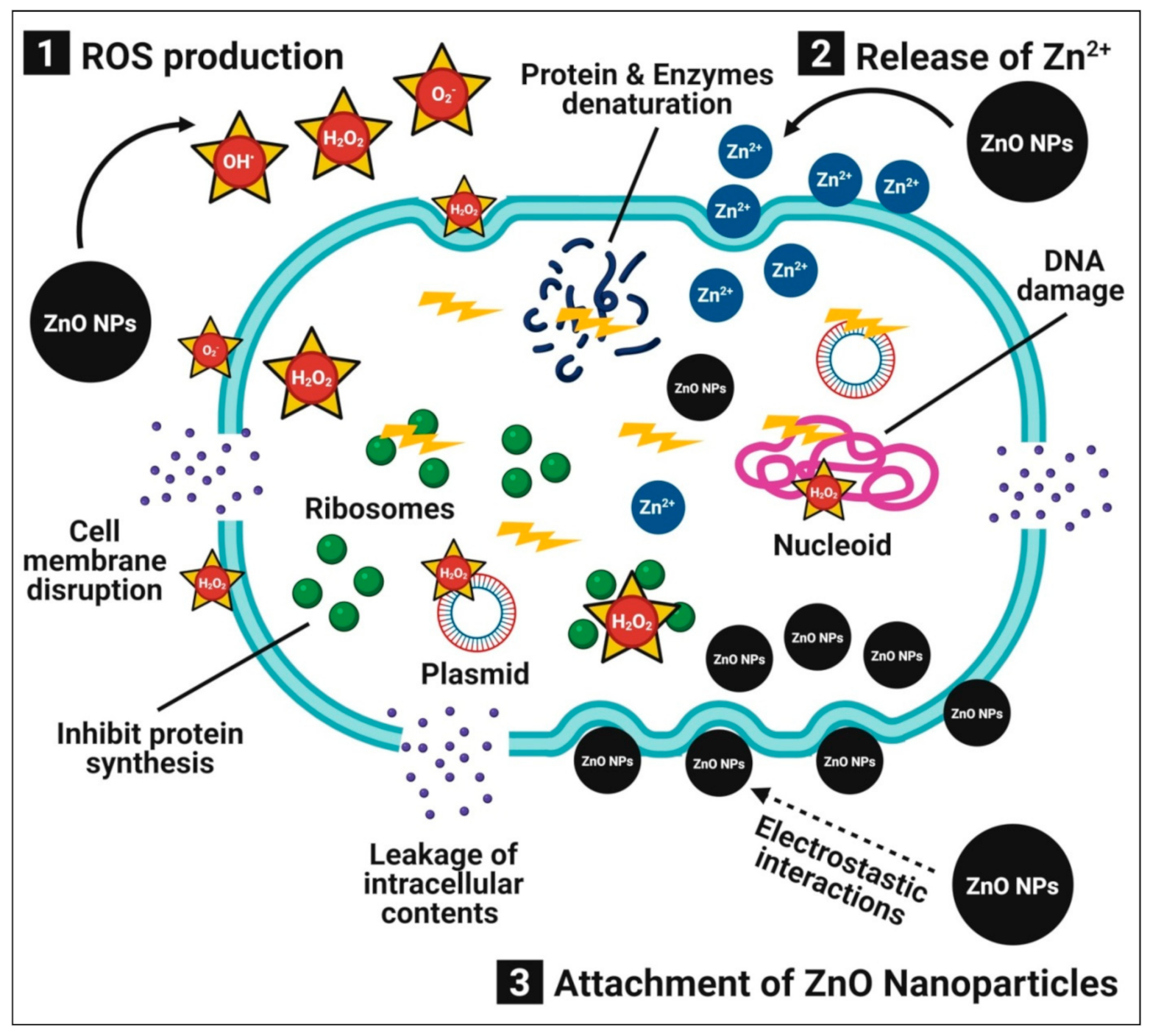 Pharmaceutics Free FullText PlantMediated Zinc Oxide