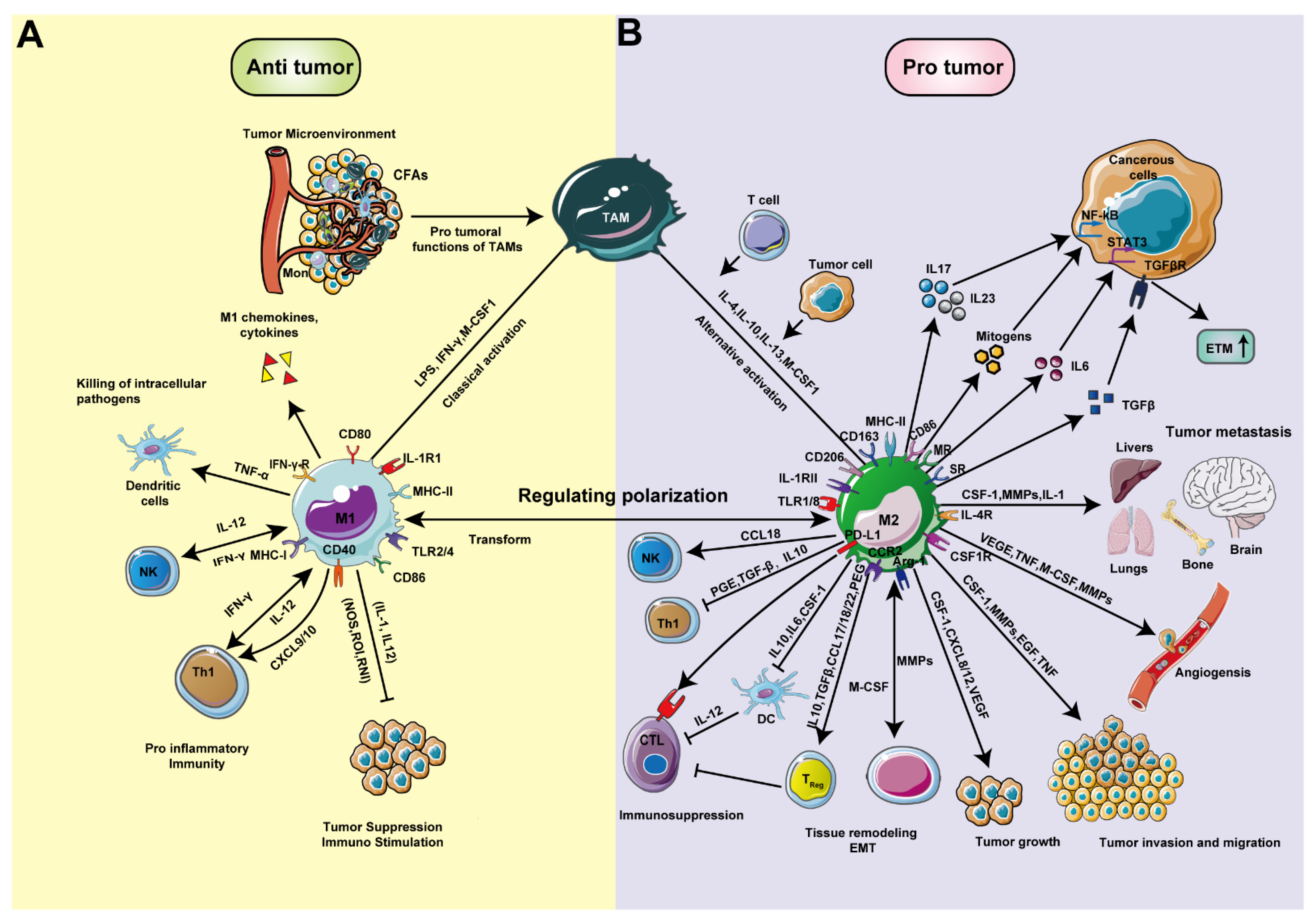 Pharmaceutics 13 01670 g003