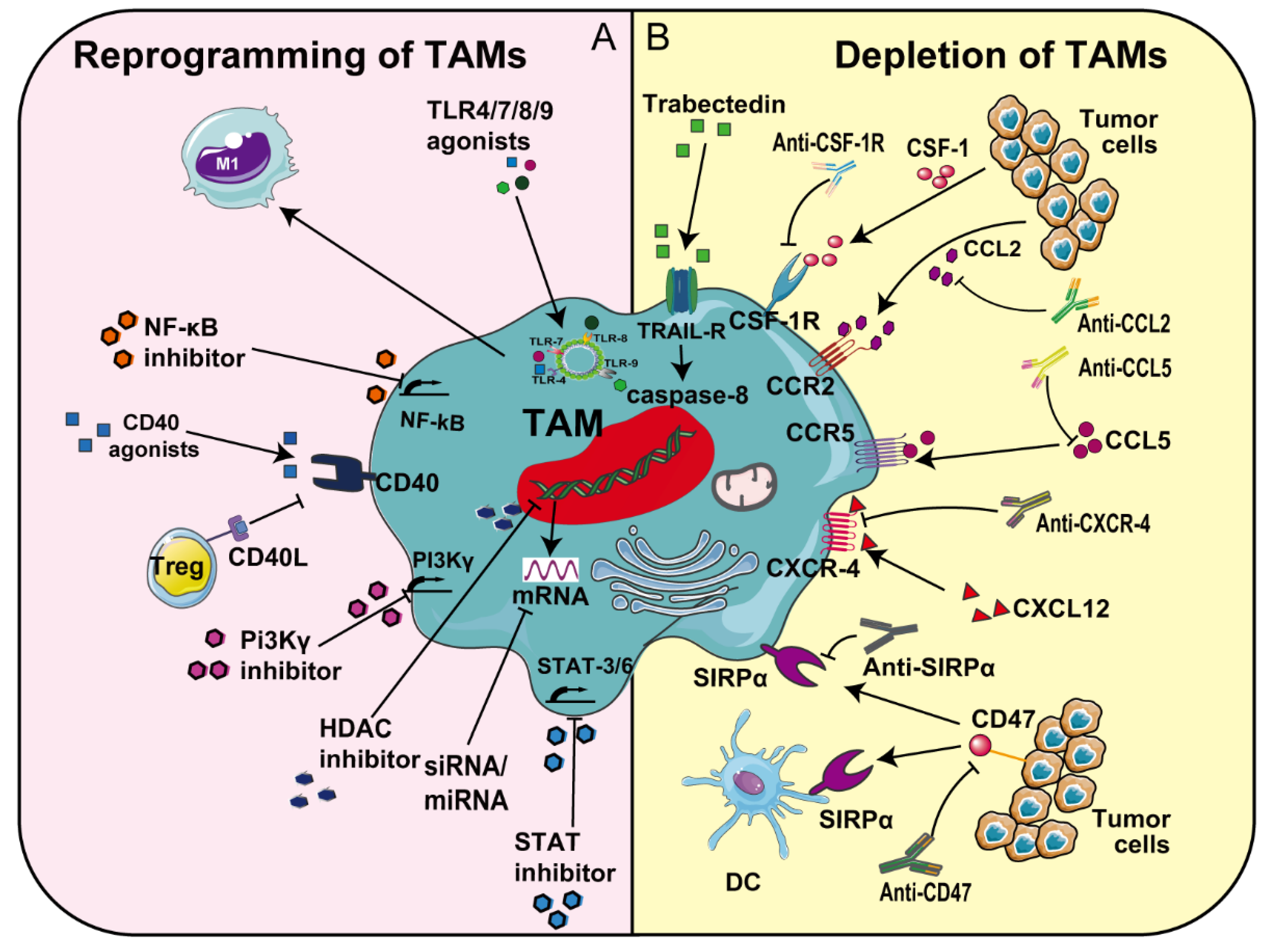 Pharmaceutics 13 01670 g004