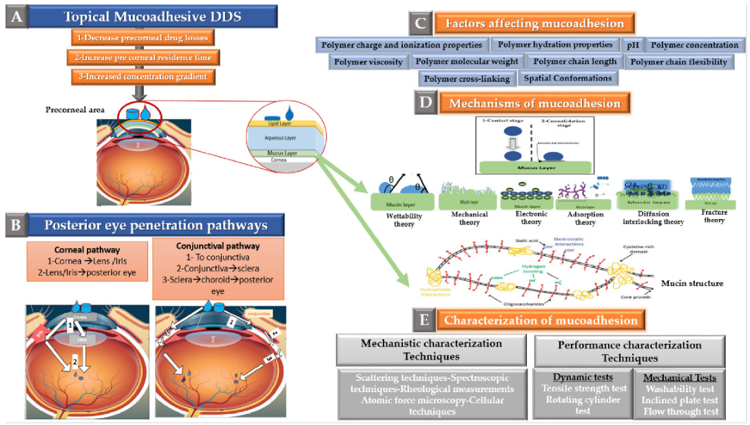 Pharmaceutics 13 01685 g006