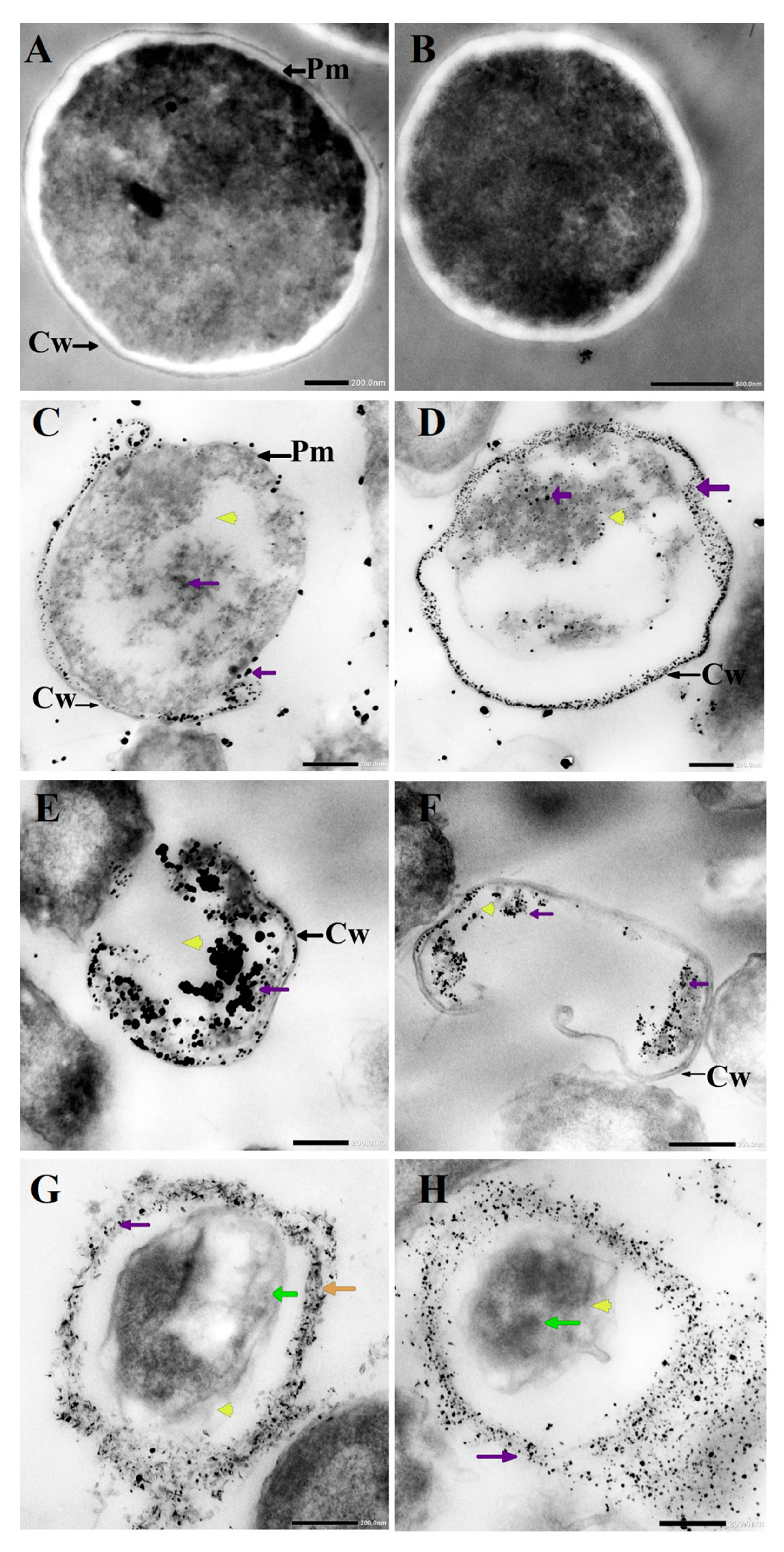 Pharmaceutics 13 01688 g003
