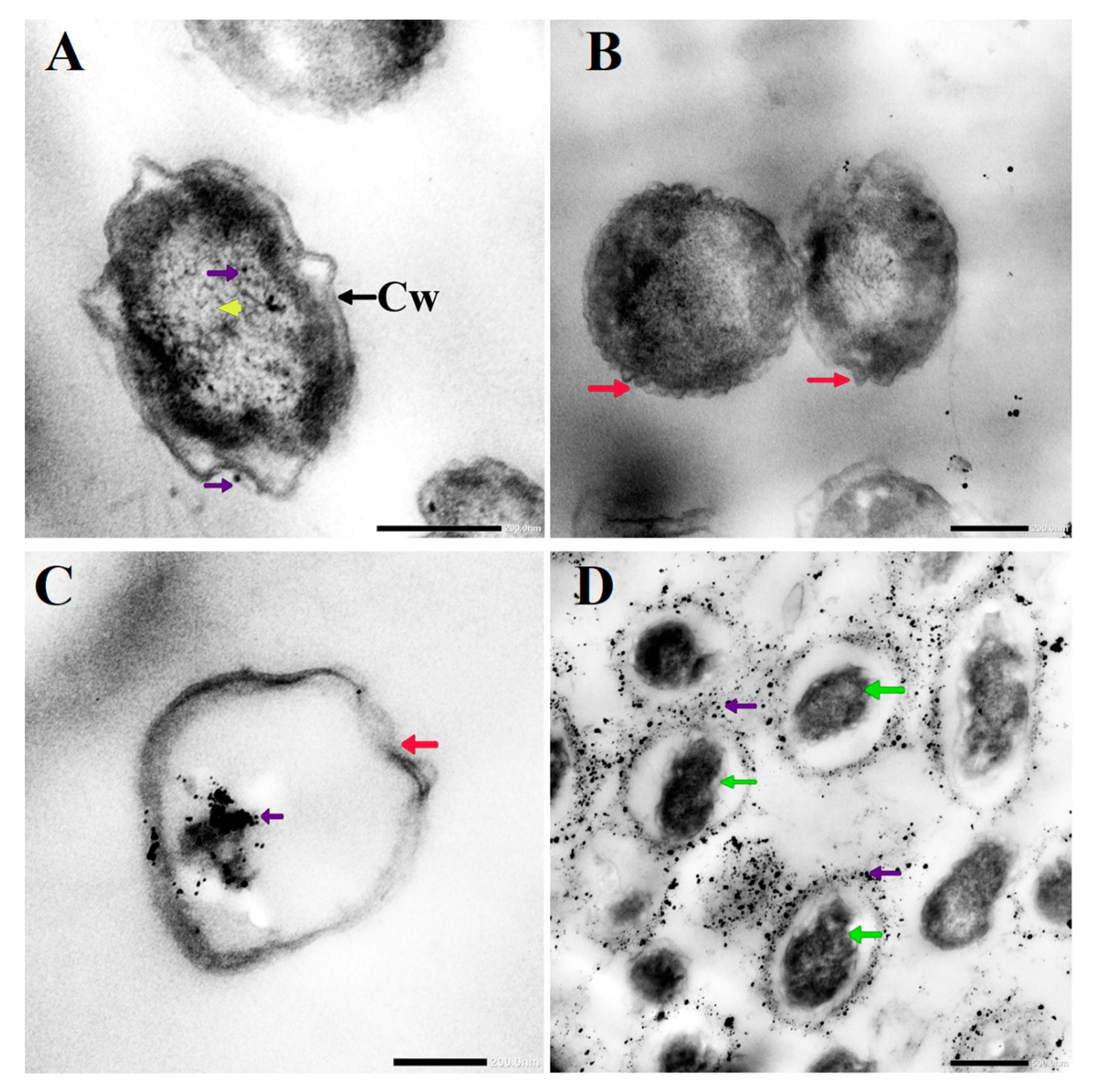 Pharmaceutics 13 01688 g006