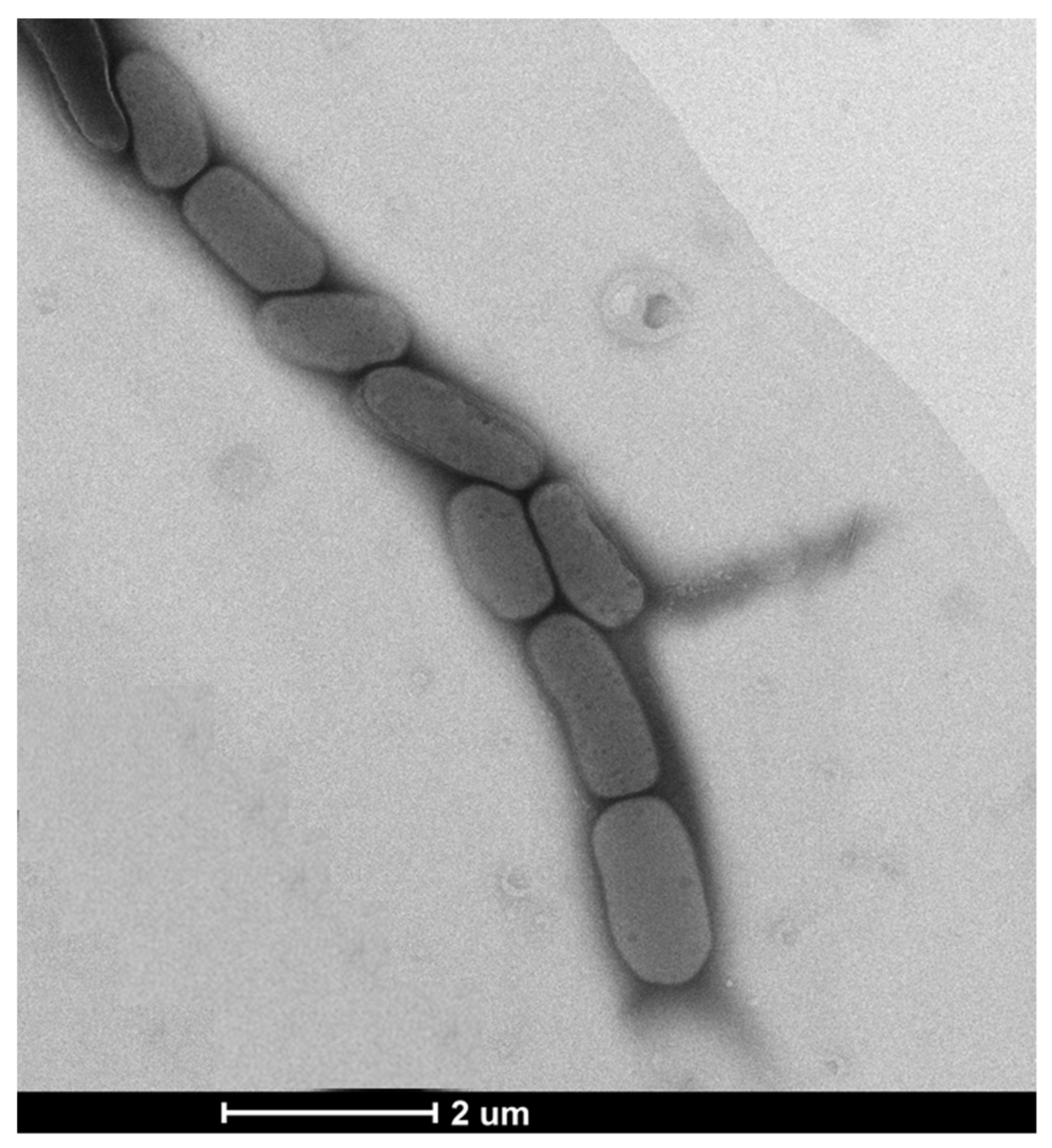 Pharmaceutics 13 01691 g001 Pharmaceutics 13 01691 g001