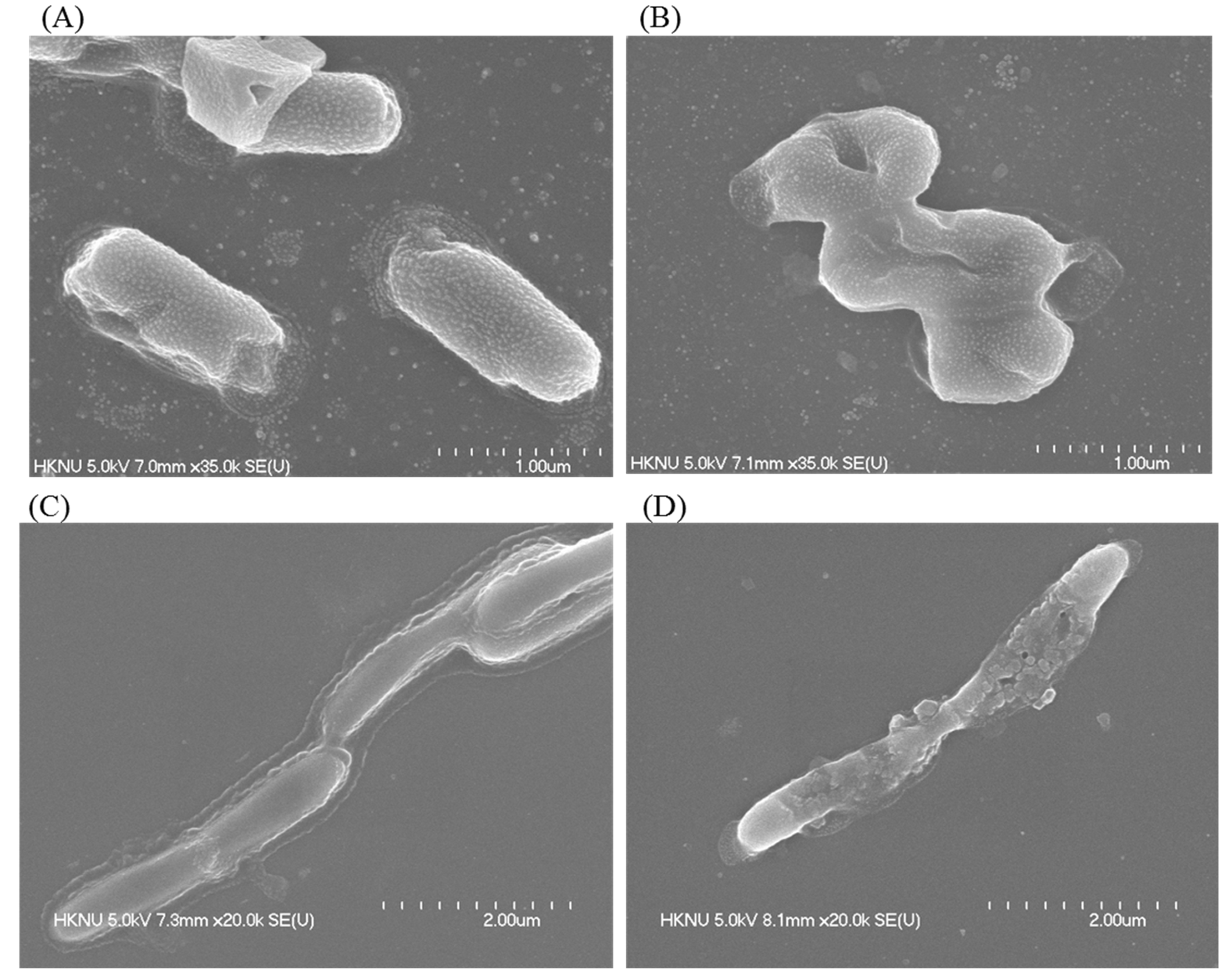 Pharmaceutics 13 01691 g010 Pharmaceutics 13 01691 g010
