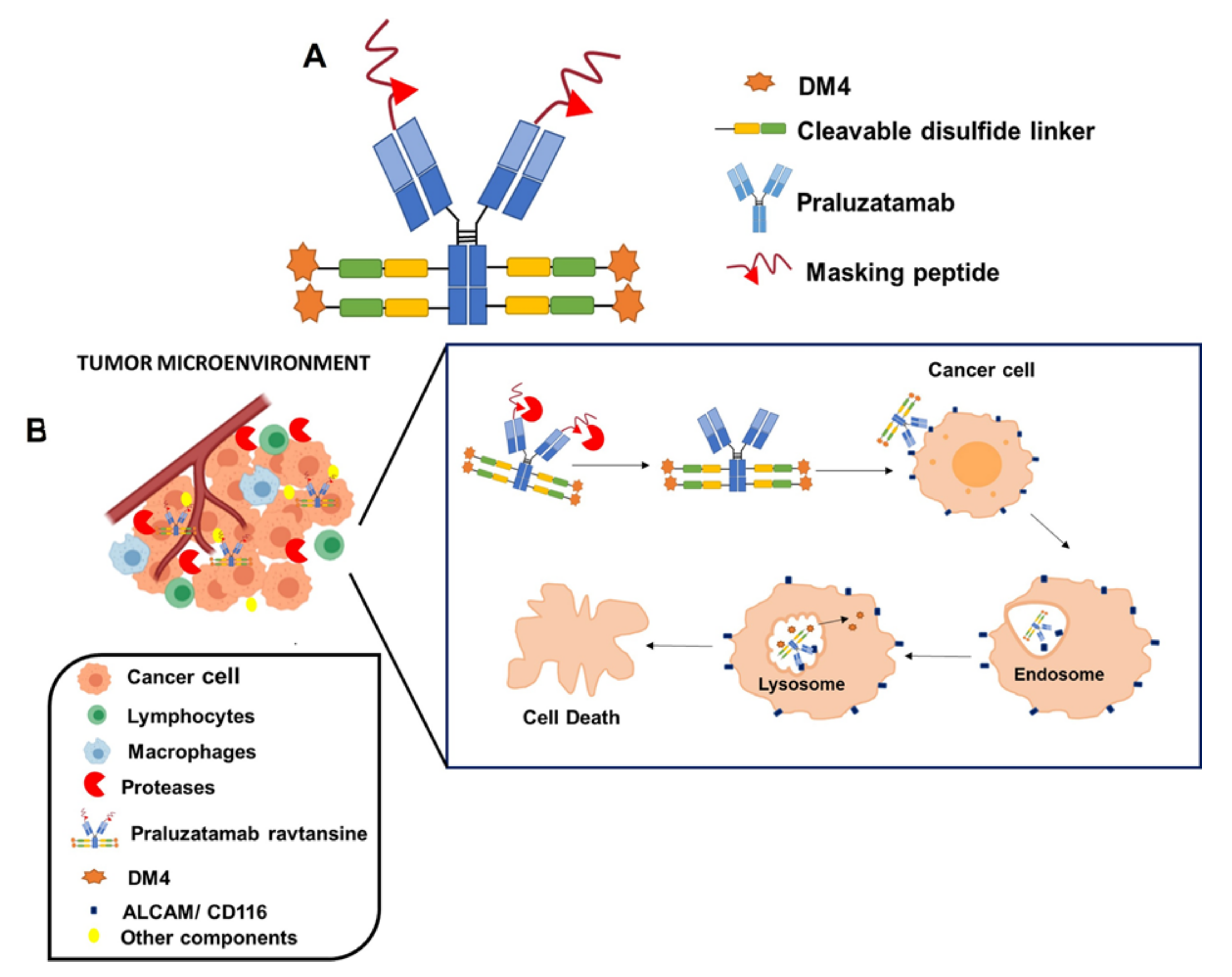 Pharmaceutics 13 01705 g004