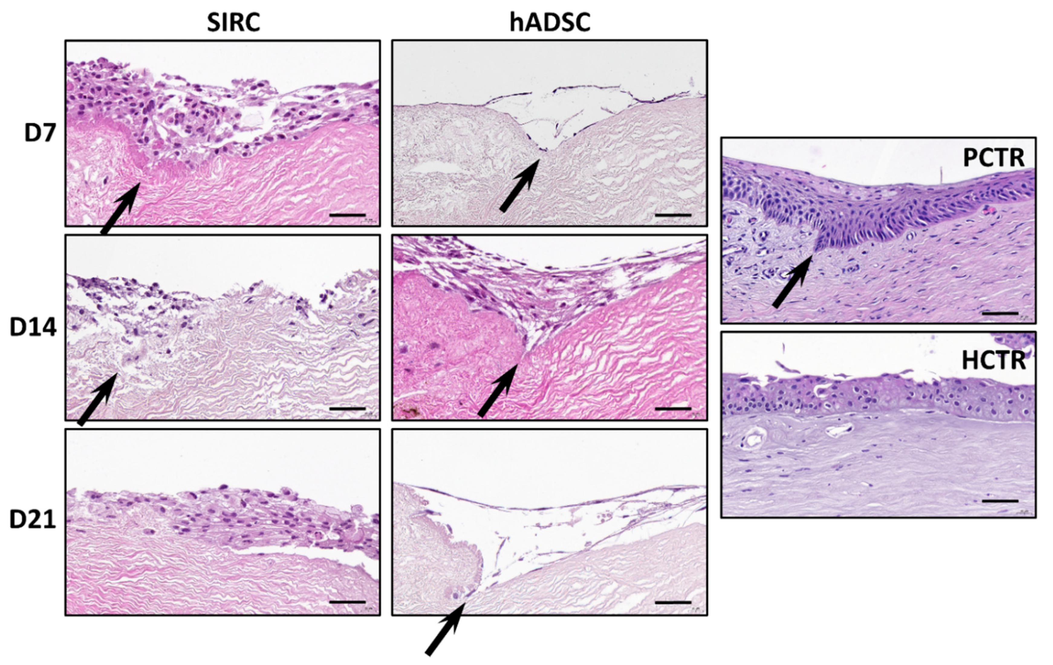 Pharmaceutics 13 01718 g005 Pharmaceutics 13 01718 g005