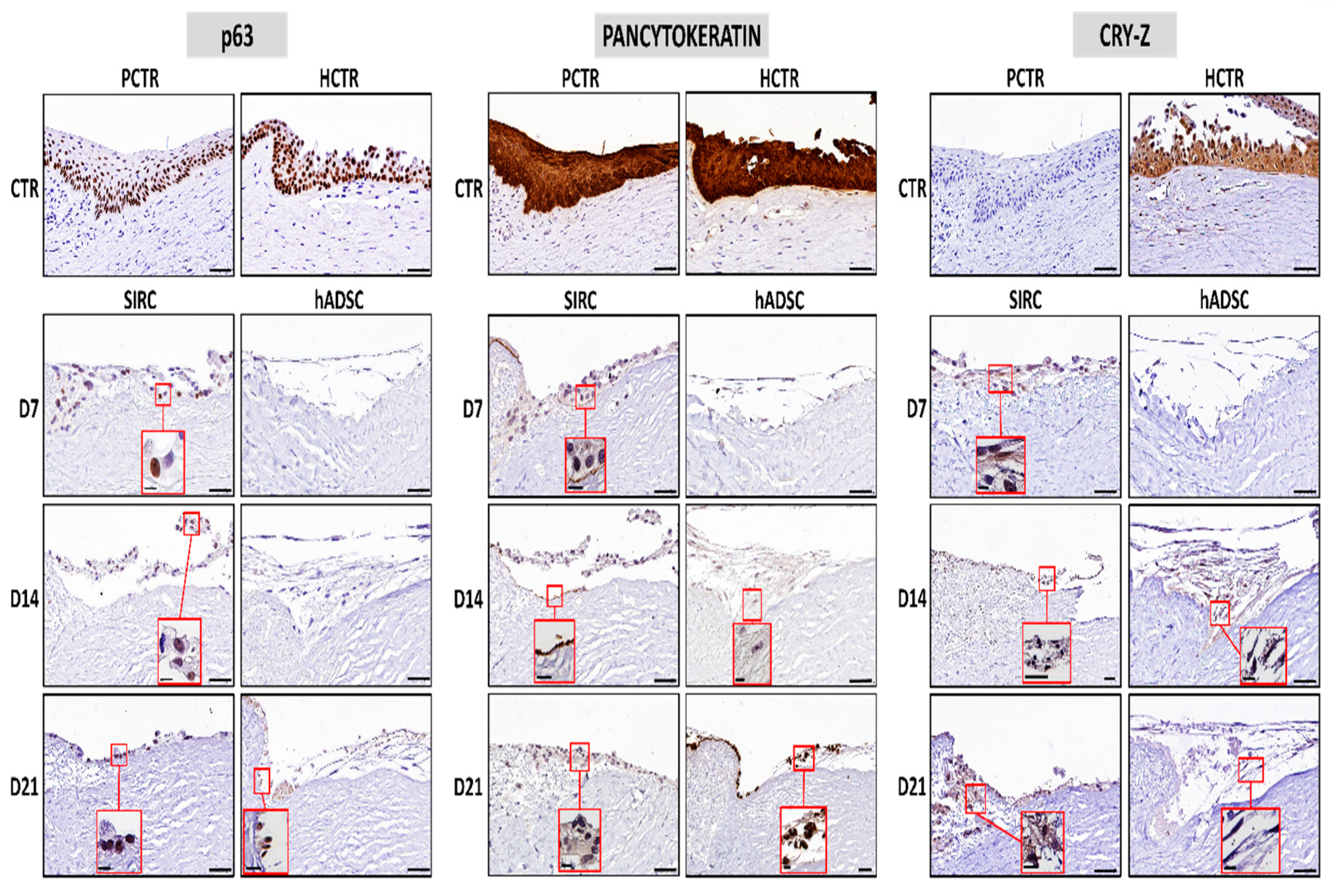 Pharmaceutics 13 01718 g006 Pharmaceutics 13 01718 g006
