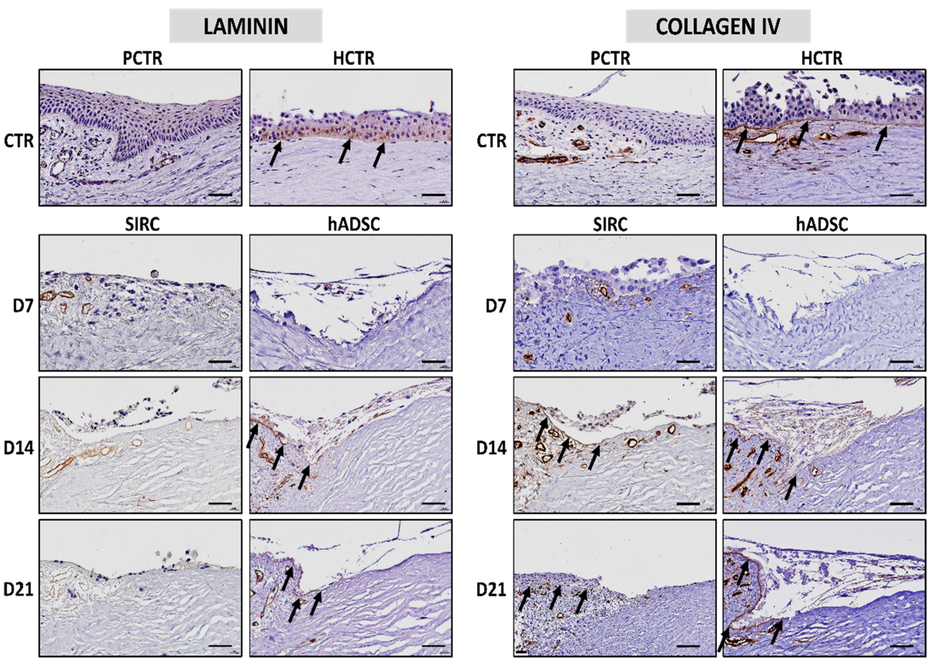 Pharmaceutics 13 01718 g007 Pharmaceutics 13 01718 g007