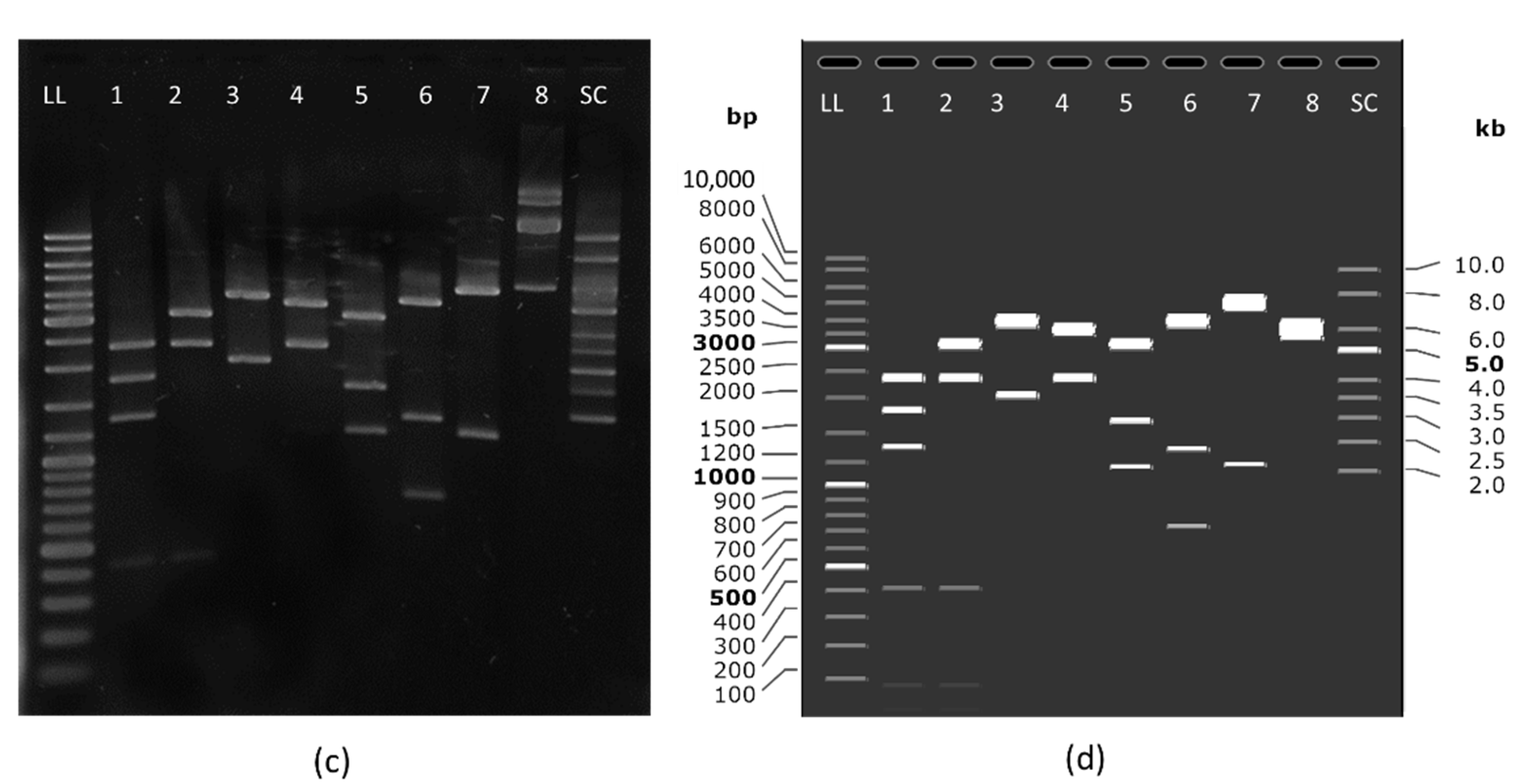 Pharmaceutics 13 01739 g002b