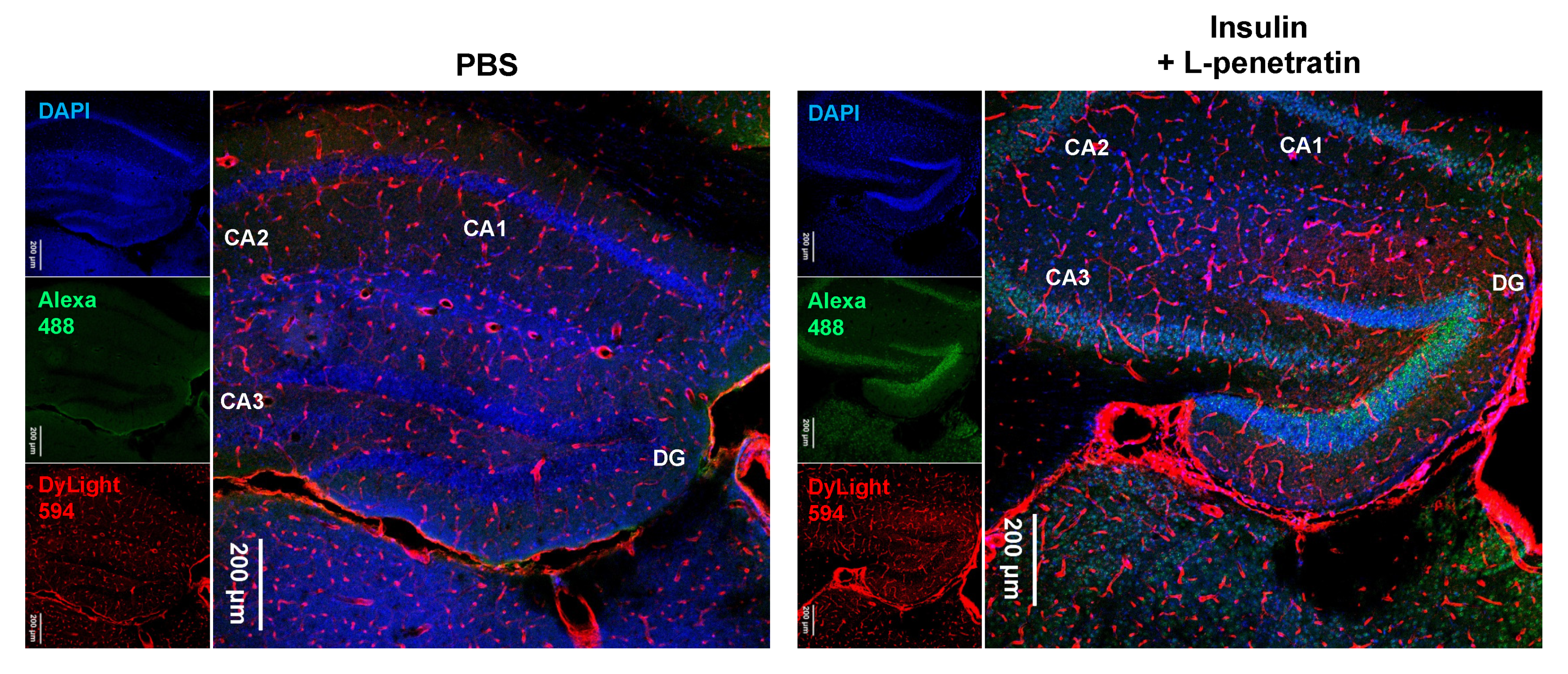 Pharmaceutics 13 01745 g007 550