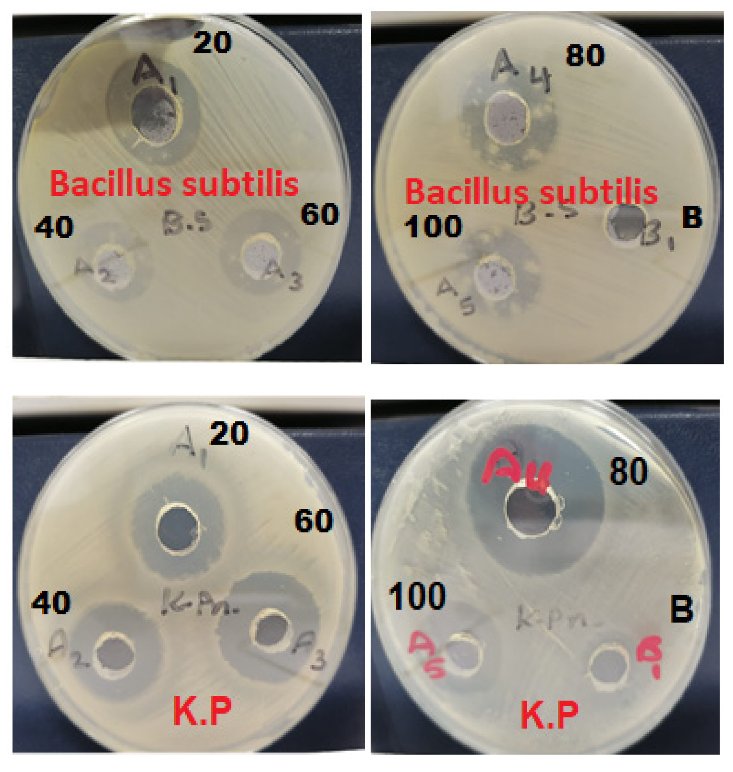 Pharmaceutics 13 01754 g009 550